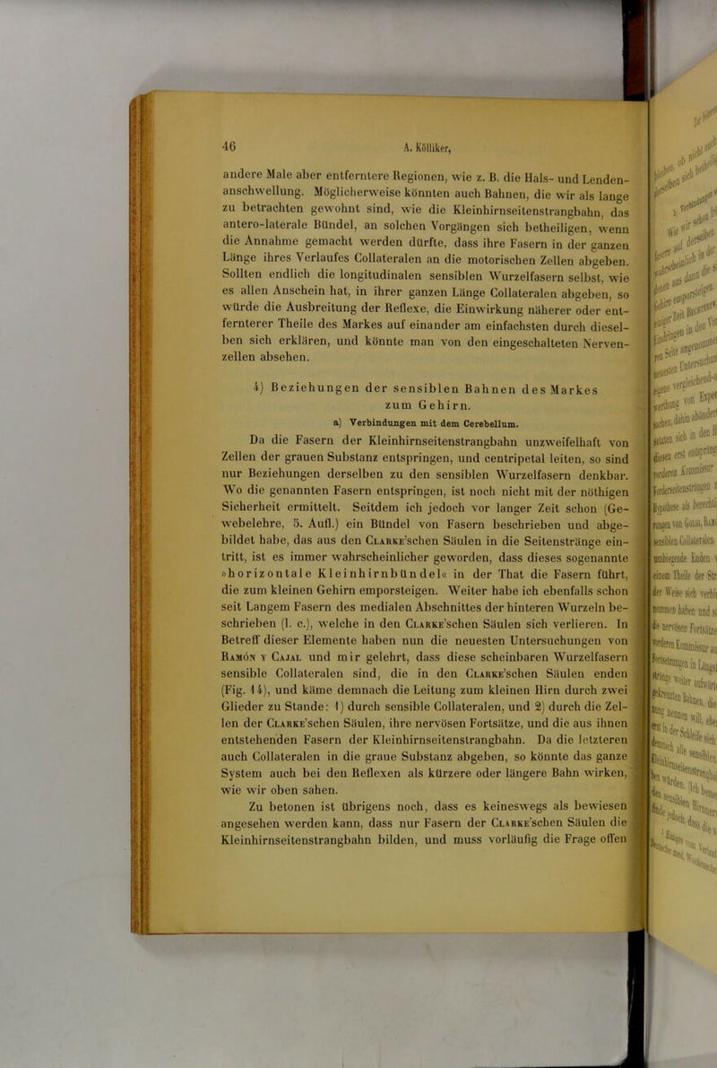 andere Male aber entferntere Regionen, wie z. B. die Hals- und Lenden- anschwellung. Möglicherweise könnten auch Bahnen, die wir als lange zu betrachten gewohnt sind, wie die Kleinhirnseitenstrangbahn, das antero-laterale Bündel, an solchen Vorgängen sich betheiligen, wenn die Annahme gemacht werden dürfte, dass ihre Fasern in der ganzen Länge ihres Verlaufes Collateralen an die motorischen Zellen abgeben. Sollten endlich die longitudinalen sensiblen Wurzelfasern selbst, wie es allen Anschein hat, in ihrer ganzen Länge Collateralen abgeben, so würde die Ausbreitung der Reflexe, die Einwirkung näherer oder ent- fernterer Theile des Markes auf einander am einfachsten durch diesel- ben sich erklären, und könnte man von den eingeschalteten Nerven- zellen absehen. r rfep1 4) Beziehungen der sensiblen Bahnen des Markes zum Gehirn. a) Verbindungen mit dem Cerebellum. Da die Fasern der Kleinhirnseitenstrangbahn unzweifelhaft von Zellen der grauen Substanz entspringen, und centripetal leiten, so sind nur Beziehungen derselben zu den sensiblen Wurzelfasern denkbar. Wo die genannten Fasern entspringen, ist noch nicht mit der nöthigen Sicherheit ermittelt. Seitdem ich jedoch vor langer Zeit schon (Ge- webelehre, 5. Aufl.) ein Bündel von Fasern beschrieben und abge- bildet habe, das aus den CLARKE’schen Säulen in die Seitenstränee ein- tritt, ist es immer wahrscheinlicher geworden, dass dieses sogenannte »horizontale Kleinhirnbündel« in der That die Fasern führt, die zum kleinen Gehirn emporsteigen. Weiter habe ich ebenfalls schon seit Langem Fasern des medialen Abschnittes der hinteren Wurzeln be- schrieben (1. c.), welche in den CLARKE’schen Säulen sich verlieren. In Betreff dieser Elemente haben nun die neuesten Untersuchungen von Ramön y Cajal und mir gelehrt, dass diese scheinbaren Wurzelfasern sensible Collateralen sind, die in den CLARKE’schen Säulen enden (Fig. 14), und käme demnach die Leitung zum kleinen Hirn durch zwei Glieder zu Stande: I) durch sensible Collateralen, und 2) durch die Zel- len der CLARKE’schen Säulen, ihre nervösen Fortsätze, und die aus ihnen entstehenden Fasern der Kleinhirnseitenstrangbahn. Da die letzteren auch Collateralen in die graue Substanz abgeben, so könnte das ganze System auch bei den Reflexen als kürzere oder längere Bahn wirken, wie wir oben sahen. Zu betonen ist übrigens noch, dass es keineswegs als bewiesen angesehen werden kann, dass nur Fasern der CLARKE’schen Säulen die Kleinhirnseitenstrangbahn bilden, und muss vorläufig die Frage offen deo'pr JO®1 Doterso^00 reo Seite k ;,,w« a ucu,— I setzten sich in den H diesen erst eDlspr^ | forderen foB®*®’