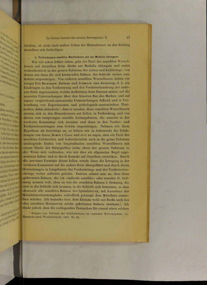 | <SS, n. H|L !(^>J SOS, V| Xi bleiben, ob nicht auch andere Zellen der Hinterhörner an der Bildung derselben sich betheiligen. b) Verbindungen sensibler Markbahnen mit der Medulla oblongata. Wie wir schon früher sahen, geht ein Theil der sensiblen Wurzel- fasern auf derselben Seite direkt zur Medulla oblongata und endet wahrscheinlich in der grauen Substanz der zarten und Keilstränge, von denen aus dann die sich kreuzenden Bahnen der Schleife weiter zum Gehirn emporsteigen. Von anderen sensiblen Wurzelfasern haben vor einiger Zeit Bechterew, Edinger und Aueruacii eine Kreuzung, d. h. ein Eindringen in den Vorderstrang und den Vorderseitenstrang der ande- ‘•‘«■H, 1 ren Seite angenommen, welche Auffassung dann Edinger später, auf die neuesten Untersuchungen über den feineren Bau des Markes, und auf eigene vergleichend-anatomische Untersuchungen fußend und in Ver- hllna, ^•»Wkfci, ; ‘«fe»*«,,. la,1ser Zeit schon (Ge- Wschmbeu ni aW- 'j in die Seitenstrange ein* II, dass dieses sogenannte er Thal die Fasern führt, r habe ich ebenfalls schon iler hinteren talnbe- Säiilen sirl verlieren, ln sied [ntersnchungen von vfieinbaren Wunelfasern lKK-schen Säulen enden Ly*«*' ’* L*?*' cl'f'SÖk Bshn’irtel . «k be^0®1 werthung von Experimenten und pathologisch-anatomischen That- sachen, dahin abänderte >, dass er annahm, diese sensiblen Wurzelfasern setzten sich in den Hinterhörnern mit Zellen in Verbindung, und von diesen erst entsprängen sensible Leitungsfasern, die zumeist in der vorderen Kommissur sich kreuzen und dann in den Vorder- und Vorderseitensträngen znm Gehirn emporsteigen. Nehmen wir diese Hypothese als berechtigt an, so hätten wir in Anbetracht der Erfah- rungen von Golgi, Ramön y Cajai. und mir zu sagen, dass ein Theil der : sensiblen Collateralen und wahrscheinlich auch in die graue Substanz i umbiegende Enden von longitudinalen sensiblen Wurzelfasern mit ieinem Theile der Strangzellen (siehe oben) der grauen Substanz in (der Weise sich verbinden, wie wir dies als allgemeine Regel ange- inommen haben und so durch Kontakt auf dieselben einwirken. Durch (die nervösen Fortsätze dieser Zellen würde dann die Erregung in der 'vorderen Kommissur auf die andere Seite übergeführt und durch deren lFortsetzungen in Längsfasern der Vorderstränge und der Vorderseiten- -stränge weiter aufwärts geleitet. Edinger nimmt nun an, dass diese ^gekreuzten Bahnen, die ich »indirekt sensible« oder sensible II. Ord- mung nennen will, eben so wie die sensiblen Bahnen I. Ordnung, die 'erst in der Schleife sich kreuzen, in die Schleife sich fortsetzen, so dass demnach alle sensiblen Bahnen der Spinalnerven, mit Ausnahme der IKleinhirnseitenstrangbahn schließlich gekreuzt dem Mittelhirn zustre- ben würden. (Ich bemerke hier, dass Edinger wohl mit Recht auch bei den sensiblen Hirnnerven solche gekreuzten Bahnen annimmt.) Ich finde jedoch, dass die vorliegenden Thatsachen für einmal einen solchen 1 Einiges vom Verlaufe der Gefühlsbahnen im centralen Nervensystem, in: I tDeutsche med. Wochenschrift. 1890. Nr. 20.