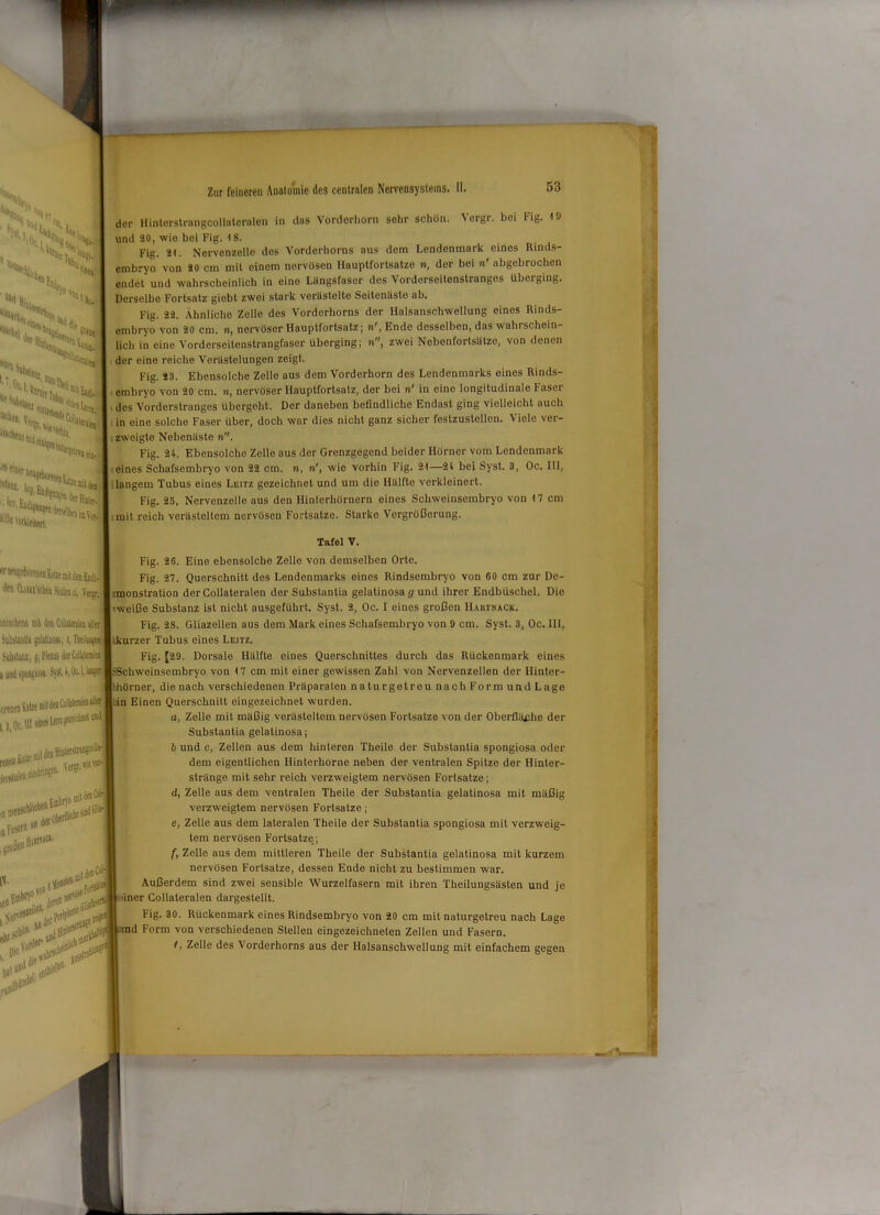der Hinterstrangcollnteralen in das Vordorliorn sehr schön. Vergr. bei Fig. 19 und 20, wie bei Fig. 18. Fig. 21. Nervenzelle dos Vorderhorns aus dom Lendenmark eines Rinds- embryo von 20 cm mit einem nervösen Hauptfortsatze n, der bei n' abgebrochen endet und wahrscheinlich in eine LUngsfaser des Vorderseitenstranges überging. Dersolbo Fortsatz giobt zwei stark verästelte Soitenästo ab. Fig. 22. Ähnliche Zollo des Vorderhorns der Halsanschwellung eines Rinds- embryo von 20 cm. n, nervöser Hauptfortsatz; n', Ende desselben, das wahrschein- lich in eine Vorderseitenstrangfasor überging; n, zwei Nebenfortsätze, von denen der eine reiche Verästelungen zeigt. Fig. 23. Ebensolche Zelle aus dom Vorderhorn des Lendenmarks eines Rinds- embryo von 20 cm. n, nervöser Hauptfortsatz, der bei n' in eine longitudinale Faser des Vorderstranges übergeht. Der daneben befindliche Endast ging vielleicht auch i in eine solche Faser über, doch war dies nicht ganz sicher festzustellen. Viole ver- zweigte Nebenäste n. Fig. 24. Ebensolche Zelle aus der Grenzgegend beider Hörner vom Lendenmark •eines Schafsembryo von 22 cm. n, n', wie vorhin Fig. 21—24 bei Syst. 3, Oc. III, langem Tubus eines Leitz gezeichnet und um die Hälfte verkleinert. Fig. 25, Nervenzelle aus den Hinterhörnern eines Schweinsembryo von 17 cm mit reich verästeltem nervösen Fortsatze. Starke Vergrößerung. Tafel V. Fig. 26. Eine ebensolche Zolle von demselben Orte. Fig. 27. Querschnitt des Lendenmarks eines Rindsembryo von 60 cm zur De- ::monstration dcrCollatcralen der Substantia gelatinosa g und ihrer Endbüschel. Die weiße Substanz ist nicht ausgeführt. Syst. 2, Oc. I eines großen Hautnack. Fig. 28. Gliazellen aus dem Mark eines Schafsembryo von 9 cm. Syst. 3, Oc. III, ikurzer Tubus eines Leitz. Fig. [29. Dorsale Hälfte eines Querschnittes durch das Rückenmark eines ?5chweinsembryo von 17 cm mit einer gewissen Zahl von Nervenzellen der Ilinter- hörner, die nach verschiedenen Präparaten naturgetreu nach Form und Lage idn Einen Querschnitt eingezeichnet wurden. a, Zelle mit mäßig verästeltem nervösen Fortsätze von der Oberfläche der Substantia gelatinosa; b und c, Zellen aus dem hinteren Theile der Substantia Spongiosa oder dem eigentlichen Hinterhorne neben der ventralen Spitze der Hinter- stränge mit sehr reich verzweigtem nervösen Fortsatze; d, Zelle aus dem ventralen Theile der Substantia gelatinosa mit mäßig vemveigtem nervösen Fortsatze; e, Zelle aus dem lateralen Theile der Substantia spongiosa mit verzweig- tem nervösen Fortsätze,; f, Zelle aus dem mittleren Theile der Substantia gelatinosa mit kurzem nervösen Fortsatze, dessen Ende nicht zu bestimmen war. Außerdem sind zwei sensible Wurzelfasern mit ihren Theilungsästen und je Viner Collateralen dargestellt. Fig. 30. Rückenmark eines Rindsembryo von 20 cm mit naturgetreu nach Lage md Form von verschiedenen Stellen eingezeichneten Zellen und Fasern. i, Zelle des Vorderhorns aus der Halsanschwellung mit einfachem gegen