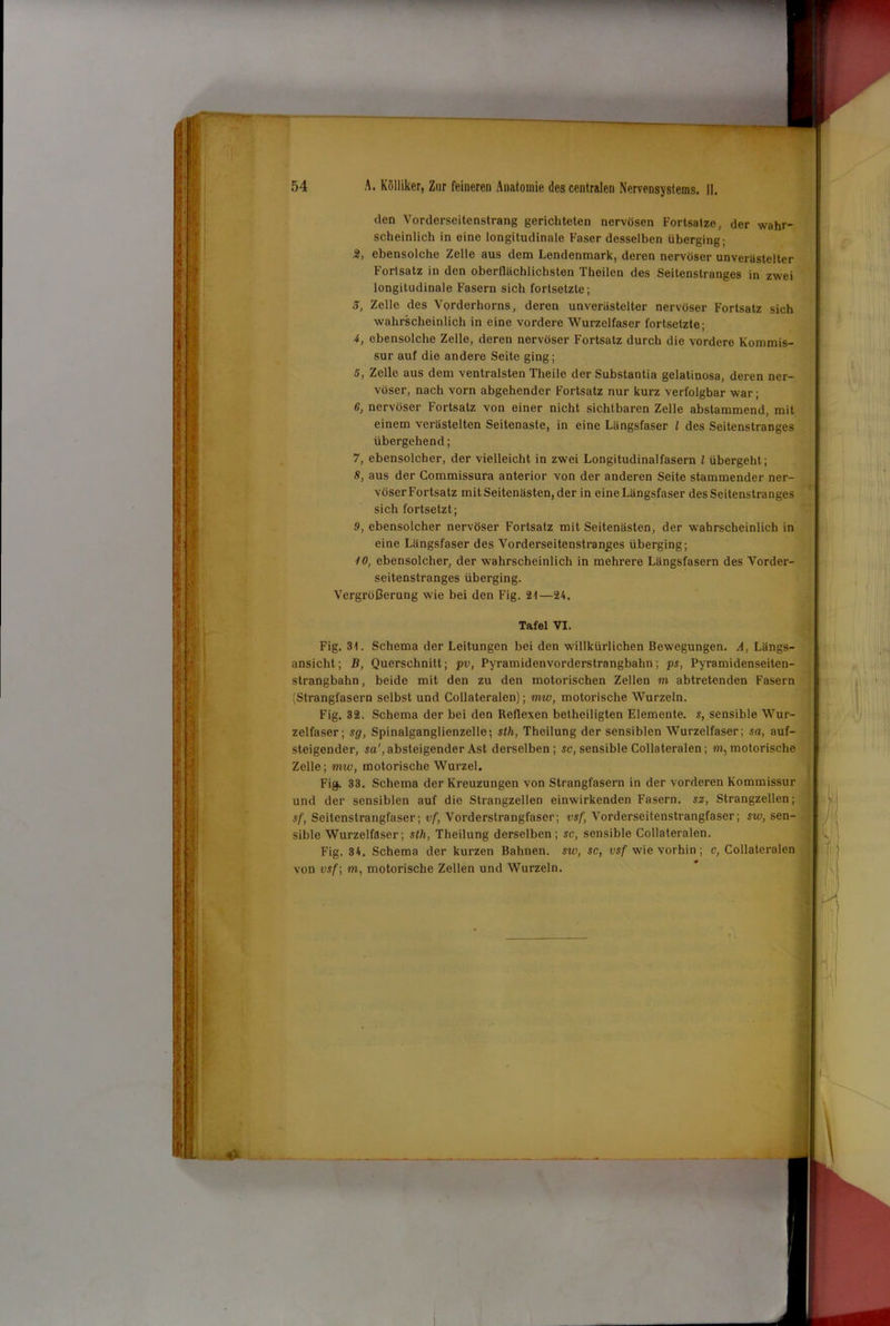 den Vorderseitenstrang gerichteten nervösen Fortsatze, der wahr- scheinlich in eine longitudinale Faser desselben überging; 2, ebensolche Zelle aus dem Lendenmark, deren nervöser unveriistelter Fortsatz in den oberflächlichsten Theilen des Seitenstranges in zwei longitudinale Fasern sich fortsetzte; 5, Zelle des Vorderhorns, deren unverästelter nervöser Fortsatz sich wahrscheinlich in eine vordere Wurzelfaser fortsetzte; 4, ebensolche Zelle, deren nervöser Fortsatz durch die vordere Kommis- sur auf die andere Seite ging; 5, Zelle aus dem ventralsten Theile der Substantia gelatinosa, deren ner- vöser, nach vorn abgehender Fortsatz nur kurz verfolgbar war; 6, nervöser Fortsatz von einer nicht sichtbaren Zelle abstammend, mit einem verästelten Seitenaste, in eine Längsfaser l des Seitenstranges übergehend; 7, ebensolcher, der vielleicht in zwei Longitudinalfasern l übergeht; 8, aus der Commissura anterior von der anderen Seite stammender ner- vöser Fortsatz mit Seitenästen, der in eine Längsfaser des Seitenstranges sich fortsetzt; 9, ebensolcher nervöser Fortsatz mit Seitenästen, der wahrscheinlich in eine Längsfaser des Vorderseitenstranges überging; 10, ebensolcher, der wahrscheinlich in mehrere Längsfasern des Vorder- seitenstranges überging. Vergrößerung wie bei den Fig. 21—24. Tafel VI. Fig. 31. Schema der Leitungen bei den willkürlichen Bewegungen. A, Längs- ansicht; B, Querschnitt; pv, Pyramidenvorderstrangbahn; ps, Pyramidenseiten- strangbahn, beide mit den zu den motorischen Zellen m abtretenden Fasern (Strangfasern selbst und Collateralen); mw, motorische Wurzeln. Fig. 32. Schema der bei den Reflexen betheiligten Elemente, s, sensible Wur- zelfaser; sg, Spinalganglienzelle; sth, Theilung der sensiblen Wurzelfaser; sa, auf- steigender, sa', absteigender Ast derselben; sc, sensible Collateralen; «i, motorische Zelle; mw, motorische Wurzel. Fig. 33. Schema der Kreuzungen von Strangfasern in der vorderen Kommissur und der sensiblen auf die Strangzellen einwirkenden Fasern, sz, Strangzellen; sf, Seitenstrangfaser; vf, Vorderstrangfaser; vsf, Vorderseitenstrangfaser; sw, sen- sible Wurzelfaser; sth, Theilung derselben; sc, sensible Collateralen. Fig. 34. Schema der kurzen Bahnen, sw, sc, vsf wie vorhin; c, Collateralen von vsf] in, motorische Zellen und Wurzeln.