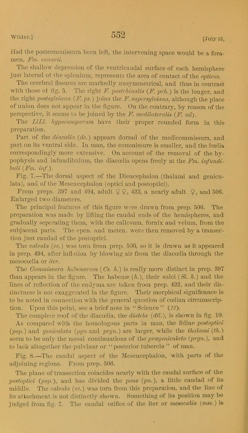 Had the postcoinmissura been left, the intervening space would be a fora- men, conarii. The shallow depression of the ventricaudal surface of each hemisphere just laterad ot the splenium, represents the area of contact of the opticus. The cerebral fissures are markedly unsymmetrical, and thus in contrast with those of fig. 5. The right F. i^ostvhinalis {F. prh.) is the longer, and the postsijloiana {F. ps.) joins the F. supersyhkma, although the place of union does not appear in the figure. On the contrary, by reason of the perspective, it seems to be joined by the F. medilateralis {F. ml). The LlLl. hypocamjHirum have their proper rounded form in this preparation. Part of the cUaecelia (dc.) appears dorsad of the medicommissura, and part on its ventral side. In man, the commissure is smaller, and the 'ccelia correspondingly more extensive. On account of the removal of the hy- pophysis and infundibulum, the diacmlia opens freely at the Fm. infundi- huU {Fm. inf.). Fig. 7.—The doreal aspect of the Diencephalon (thalami and genicu- lata), and of the Mesencephalon (optici and postoptici). From preps. 3!)7 and 494, adult 9 433, a nearly adult $, and 506. Enlarged two diameters. The principal features of this figure were drawn from prep. 506. The preparation was made by lifting the caudal ends of the hemispheres, and gradually separating them, with the callosum, fornix and velum, from the subjacent parts. The epen. and meten. were then removed b}' a transec- tion just caiulad of the postoptici. The valoula (m.) was torn from prep. 506, so it is drawn as it appeared in prep. 494, after inflation by blowing air from the diacmlia through the mesoccelia or iter. The Gommissura Jmhenarum (Cs. h.) is really more distinct in prep. 397 than appears in the figure. The habense (A.), their sulci {SI. h.) and the lines of reflection of the endyma are taken from prep. 422, and their dis- tinctness is not exaggerated in the figure. Their morphictal significance is to be noted in connection with the general question of coelian circumscrip- tion. Upon this point, see a brief note in “Science” (/;?). The complete roof of the diaccelia, the diatcla {dil.), is shown in fig. 10. As compared with the liomologous parts in man, the feline postoptici (pop.) and (jenieulatn (pyn and prrpa. )are larger, while the tludnmi {th.) seem to be onl}' the mesal continuations of W\q prayenicnlatu {prgn.), and to lack altogether the pulvinar or “posterior tubercle ” of man. Fig. 8.—The caudal aspect of the ^lesenccphalon, with ixirts of the adjoining regions. From prep. 506. The plane of transection coincides nearly with the caudal surface of the postoptici (pop.), and has divided the po«s (pw.), a little caudad of its middle. Tlie calviila (bv.) was torn from this preparation, and the line of its alt'.ichmcnt is not distinctly shown. Something of its position ma}' be judged from fig. 7. The caudal orifice of the iter or mesoccelia {msc.) is