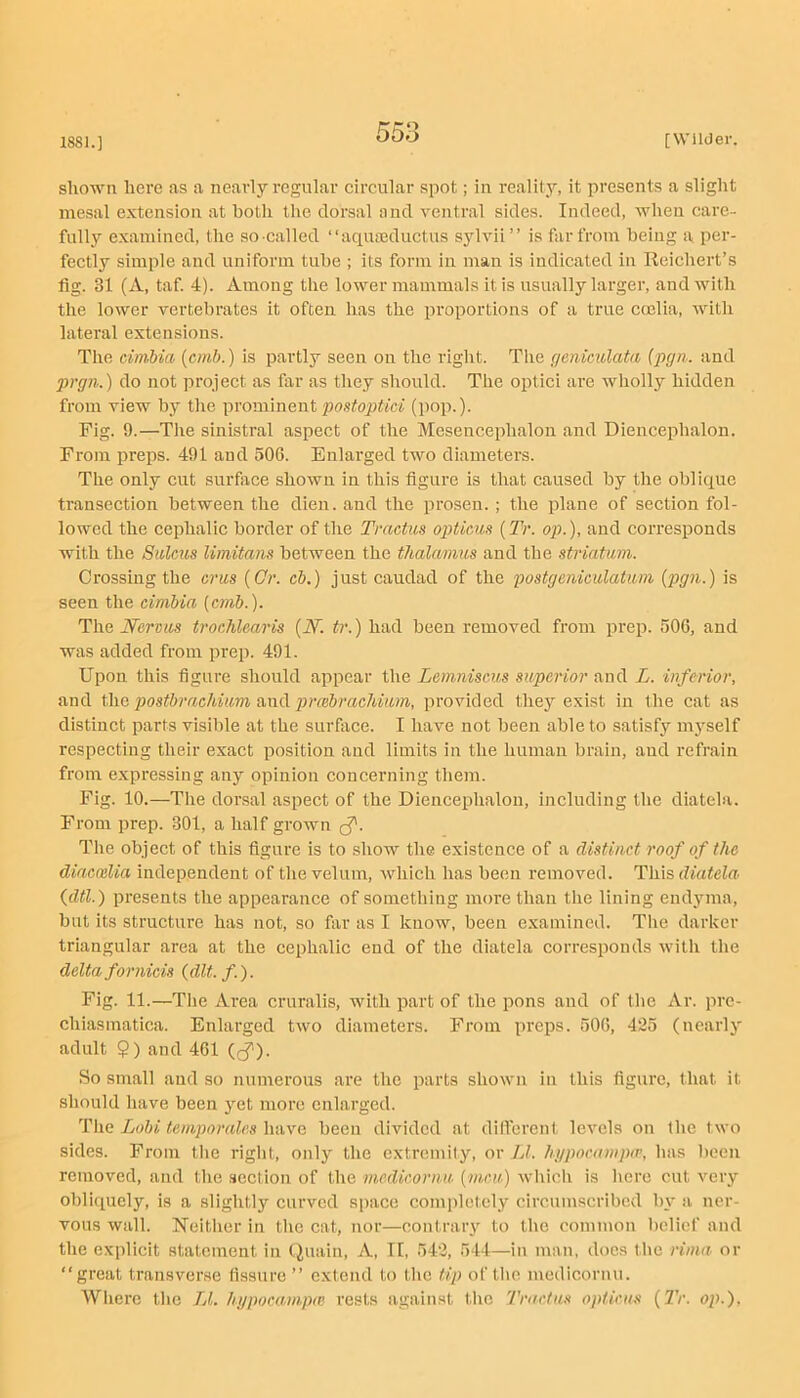 shown here as a nearly regular circular spot; in reality, it presents a slight mesal extension at both tlie dorsal and ventral sides. Indeed, when care- fully examined, the so -called “aqumductus sjdvii ” is far from being a per- fectly simple and uniform tube ; its form in man is indicated in Reichert’s fig. 31 (A, taf. 4). Among the lower mammals it is usually larger, and with the lower vertebrates it often has the proportions of a true coelia, with lateral extensions. The cimMa {cmb.) is partly seen on the right. The (jeniculata {pgn. and prgn.) do not project as far as they should. The ojitici are wholly hidden fi'om view by the prominent (pop.). Fig. 9.—The sinistral aspect of the Mesencephalon and Diencephalon. From preps. 491 and 506. Enlarged two diameters. The only cut surface shown in this figure is that caused by the oblique transection between the dien. and the prosen. ; the plane of section fol- lowed the cephalic border of the Tractiis optic,us (Tr. op.), and corresponds with the Sulcus limitans between the thalamus and the striatum. Crossing the crus {Qr. ch.) just caudad of the postgeniculatum {pgn.) is seen the cimMa {cmb.). The Hervus trocMcaris {N. tr.) had been removed from prep. 506, and was added from prep. 491. Upon this figure should appear the Lemniscus superior and L. inferior, and postbrn,ehium awCi prcebrachium, provided they exist in the cat as distinct parts visible at the surfiice. I have not been able to satisfy myself respecting their exact position and limits in the human brain, and refrain from expressing any opinion concerning them. Fig. 10.—The dorsal aspect of the Diencephalon, including the diatela. From prep. 301, a half grown <5'- The object of this figure is to show the existence of a distinct roof of the diacmlia independent of the velum, which has been removed. Thisd»«ieto (dtl.) presents the appearance of something more than the lining endyma, but its structure has not, so far as I know, been examined. The darker triangular area at the cephalic end of the diatela corresponds with the delta fornicis {dlt.f). Fig. 11.—The Area cruralis, with part of the pons and of the Ar. pre- chlasmatica. Enlarged two diameters. From preps. 506, 425 (nearly adult 9) and 461 So small and so numerous ai’e the parts shown in this figure, that it should have been jmt more enlarged. The Lobi temporales have been divided at dilTorenl levels on the two sides. From the right, only the extremity, or LI. hi/pocampo’, has been removed, and the section of the medicornu {meu) which is here cut very obliquely, is a slightly curved space completely circumscribed by a ner- vous wall. Neither in the cat, nor—contrary to the common belief and the explicit statement in (iuain. A, II, 542, 544—in man, docs the rima or great transverse fissure ’’ extend to the tip of the medicornu. Where the LL hypocampte rests against tlic 'I'ractus opticus {Tr. op.),