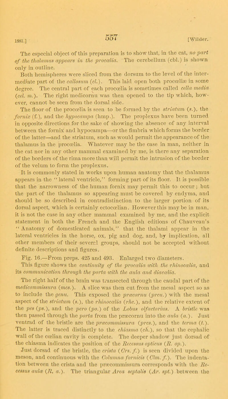 1881.] The especial object of this preparation is to show that, in the cat, no part of the thalamus appears in the procoelia. The cerebellum (cbl.) is shown only in outline. Both hemispheres were sliced from the dorsum to the level of the inter- mediate part of the callosum {el.). This laid open both prococliie in some degree. The central part of each procoelia is sometimes called cella media {cel. m.). The right medicornu was then opened to the tip which, how- ever, cannot be seen from the dorsal side. The floor of the proccelia is seen to be formed by the striatum (s.), the fornix (f.), and the hypocampa (limp.). The pi’oplexus have been turned in opposite directions for the sake of showing the absence of any interval between the fornix and hypocampa—or the fimbria which forms the border of the latter—and the striatum, such as would permit the appearance of the thalamus in the procmlia. AVhatever may be the case in man, neither in the cat nor in any other mammal examined by me, is there any separation of the borders of the rima more than will permit the intrusion of the border of the velum to form the proplexus. It is commonly stated in works upon human anatomy that the thalamus appears in the “ lateral ventricle,” forming part of its floor. It is possible that the narrowness of the human fornix may permit this to occur ; but the part of the thalamus so appearing must be covered by endyma, and should be so described in contradistinction to the larger portion of its dorsal aspect, which is certainly ectocoelian. However this may be in man, it is not the case in any other mammal examined bj'^ me, and the explicit statement in both the French and the English editions of Chauveau’s “Anatomy of domesticated animals,” that the thalami appear in the lateral ventricles in the horse, ox, pig and dog, and, by implication, all other members of their several groups, should not be accepted without definite descriptions and figures. Fig. 10.—From preps. 425 and 493. Enlarged two diameters. This figure shows the continuity of the procoelia with the rhinoeoilia, and its communication through the porta with the aula and diaccelia. The right half of the brain was transected through the caudal part of the medicommissura {mcs.). A slice was then cut from the mesal aspect so as to include the genu. This exposed the praicornu {prcu.) with the mesal aspect of the striatum (s.), the rhinoccelia {rhe.), and the relative extent of the j>es {ps.), and the pero {po.) of the Lohus olfactorius. A bristle was then passed through the poi'ta from the pnecornu into the aula (a.). Just ventrad of the bristle are the pnecom^nissura {jtres.), and the terma (t.). Tlie latter is traced distinctly to the chiasma (c/t.), so that the cephalic wall of the ccclian cavity is complete. The deeper shadow just dorsad of the chiasma indicates the posilion of the Recessus optiois {R. op.). Just dorsad of tlie bristle, the crista {Grs. f.) is seen divided upon the meson, and continuous with the Columna fornicis {Olm.f). The indenta- tion between the crista and the jmccommissura corresponds with the Re- cessus aulm {R. a.). The triangular ylrca septalis {Ar. spt.) between the