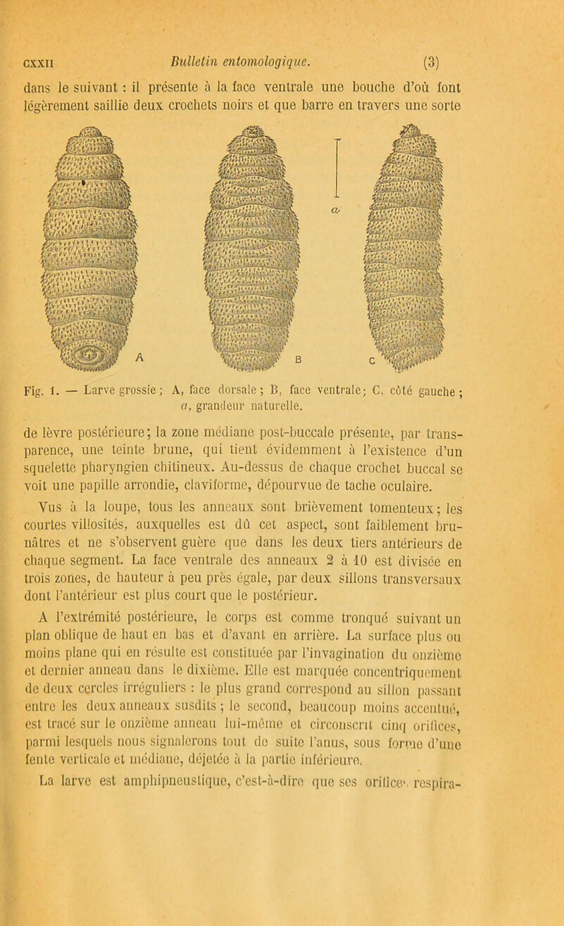 dans le suivant : il présente à la face ventrale une bouche d’où font légèrement saillie deux crochets noirs et que barre en travers une sorte Fig. 1. — Larve grossie ; A, face dorsale; B, face ventrale; C, côté gauche; a, grandeur naturelle. de lèvre postérieure; la zone médiane post-buccale présente, par trans- parence, une teinte brune, qui tient évidemment à l’existence d’un squelette pharyngien chitineux. Au-dessus de chaque crochet buccal se voit une papille arrondie, claviforme, dépourvue de tache oculaire. Vus à la loupe, tous les anneaux sont brièvement tomenteux; les courtes villosités, auxquelles est dû cet aspect, sont faiblement bru- nâtres et ne s’observent guère que dans les deux tiers antérieurs de chaque segment. La face ventrale des anneaux 2 à 10 est divisée en trois zones, do hauteur à peu près égale, par deux sillons transversaux dont l’antérieur est plus court que le postérieur. A l’extrémité postérieure, le corps est comme tronqué suivant un plan oblique de haut en bas et d’avant en arrière. La surface plus ou moins plane qui en résulte est constituée par l’invagination du onzième et dernier anneau dans le dixième. Elle est marquée concentriquement de deux cercles irréguliers : le plus grand correspond au sillon passant entre les deux anneaux susdits; le second, beaucoup moins accentué, est tracé sur le onzième anneau lui-même et circonscrit cinq orifices parmi lesquels nous signalerons tout do suite l’anus, sous forme d’uue fente verticale et médiane, déjetéc à la partie inférieure. La larve est ampbipneuslique, c’est-à-dire que scs orilicc* respira-