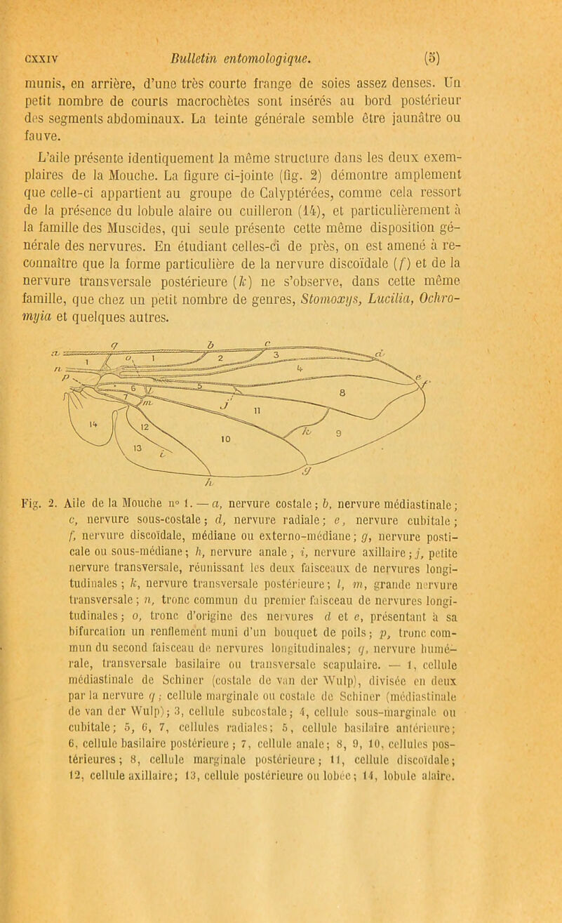 munis, en arrière, d’une très courte frange de soies assez denses. Un petit nombre de courts macrocbètcs sont insérés au bord postérieur des segments abdominaux. La teinte générale semble être jaunâtre ou fauve. L’aile présente identiquement la même structure dans les deux exem- plaires de la Mouche. La figure ci-jointe (fig. 2) démontre amplement que celle-ci appartient au groupe de Calyptérées, comme cela ressort de la présence du lobule alaire ou cuilleron (14), et particulièrement à la famille des Muscides, qui seule présente celte même disposition gé- nérale des nervures. En étudiant celles-ci de près, on est amené à re- connaître que la forme particulière de la nervure discoïdale (/') et de la nervure transversale postérieure (le) ne s’observe, dans celte même- famille, que chez un petit nombre de genres, Stomoæijs, Lucilia, Ochro- inyia et quelques autres. Fig. 2. Aile de la Mouche n° 1. — a, nervure costale; b, nervure médiastinale ; c, nervure sous-costale; d, nervure radiale; e, nervure cubitale; f, nervure discoïdale, médiane ou externo-médiane ; g, nervure posti- cale ou sous-médiane; h, nervure anale, i, nervure axillaire;j, petite nervure transversale, réunissant les deux faisceaux de nervures longi- tudinales ; 7c, nervure transversale postérieure; l, m, grande nervure transversale ; n, tronc commun du premier faisceau de nervures longi- tudinales; o, tronc d’origine des nervures d et e, présentant à sa bifurcation un renflement muni d’un bouquet de poils; p, tronc com- mun du second faisceau de nervures longitudinales; q, nervure humé- rale, transversale basilaire ou transversale scapulaire. — t, cellule médiastinale de Schincr (costale de van der Wulp), divisée en deux par la nervure q ; cellule marginale ou costale de Schincr (médiastinale de van der Wulp); 3, cellule subcostale; -1, cellule sous-marginale ou cubitale; 5, (i, 7, cellules radiales; 5, cellule basilaire antérieure; 6, cellule basilaire postérieure; 7, cellule anale; 8, 9, 10, cellules pos- térieures; 8, cellule marginale postérieure; 11, cellule discoïdale; (2, cellule axillaire; 13, cellule postérieure ou lobée ; 14, lobule alaire.