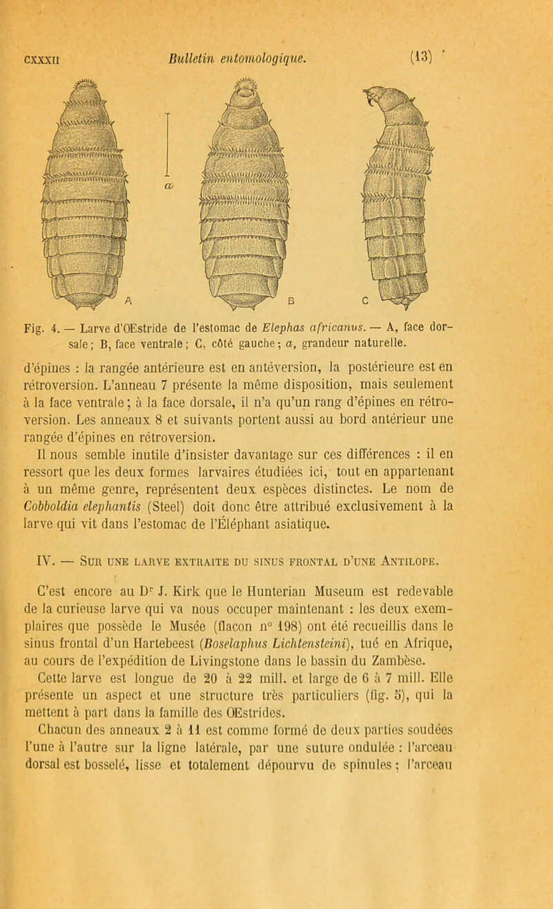 sale; B, face ventrale; G, côté gauche; a, grandeur naturelle. d’épines : la rangée antérieure est en antéversion, la postérieure est en rétroversion. L’anneau 7 présente la même disposition, mais seulement à la face ventrale ; à la face dorsale, il n’a qu’un rang d’épines en rétro- version. Les anneaux 8 et suivants portent aussi au bord antérieur une rangée d’épines en rétroversion. Il nous semble inutile d’insister davantage sur ces différences : il en ressort que les deux formes larvaires étudiées ici, tout en appartenant à un même genre, représentent deux espèces distinctes. Le nom de Cobboldia elephantis (Steel) doit donc être attribué exclusivement à la larve qui vit dans l’estomac de l’Éléphant asiatique. IV. — Sur une larve extraite du sinus frontal d’une Antilope. C’est encore au Dr J. Kirk que le Hunterian Muséum est redevable de la curieuse larve qui va nous occuper maintenant : les deux exem- plaires que possède le Musée (flacon n° 198) ont été recueillis dans le sinus frontal d’un Ifartebeest (Boselaphus Lichtenstcini), tué en Afrique, au cours de l’expédition de Livingstone dans le bassin du Zambèse. Cette larve est longue de 20 à 22 mill. et large de 6 à 7 mill. Elle présente un aspect et une structure très particuliers (fig. 5), qui la mettent à part dans la famille des OEstridcs. Chacun des anneaux 2 à 11 est comme formé de deux parties soudées l’une à l’autre sur la ligne latérale, par une suture ondulée : l’arceau dorsal est bosselé, lisse et totalement dépourvu do spinules; l’arceau