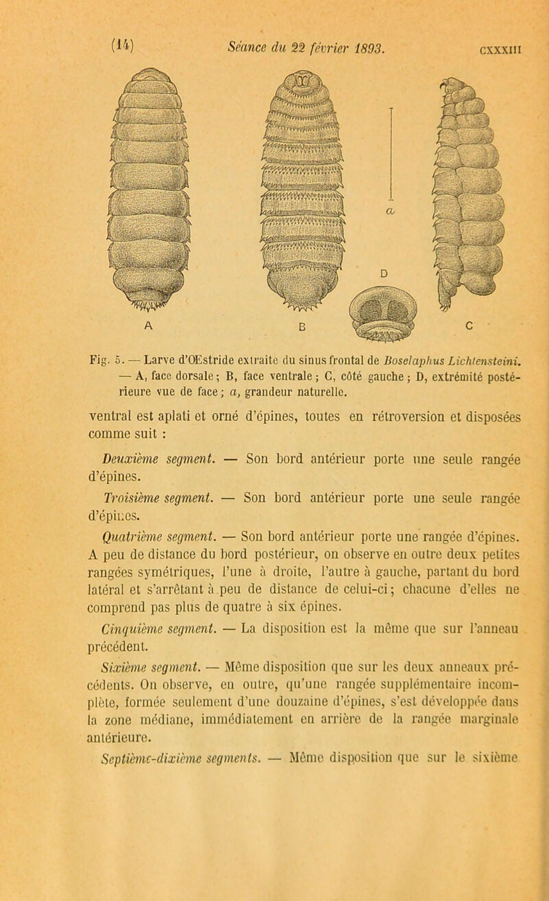 Fig. 5. — Larve d’OEstride exlraite du sinus frontal de Boselaplius Lichlensteini. — A, face dorsale; B, face ventrale ; C, côté gauche ; D, extrémité posté- rieure vue de face ; a, grandeur naturelle. ventral est aplati et orné d’épines, toutes en rétroversion et disposées comme suit : Deuxième segment. — Son bord antérieur porte une seule rangée d’épines. Troisième segment. — Son bord antérieur porte une seule rangée d’épines. Quatrième segment. — Son bord antérieur porte une rangée d’épines. A peu de distance du bord postérieur, on observe en outre deux petites rangées symétriques, l’une à droite, l’autre à gauche, partant du bord latéral et s’arrêtant à peu de distance de celui-ci ; chacune d’elles ne comprend pas plus de quatre à six épines. Cinquième segment. — La disposition est la même que sur l’anneau précédent. Sixième segment. — Même disposition que sur les deux anneaux pré- cédents. On observe, en outre, qu’une rangée supplémentaire incom- plète, formée seulement d’une douzaine d’épines, s’est développée dans la zone médiane, immédiatement en arrière de la rangée marginale antérieure. Septièmc-dixièmc segments. — Même disposition que sur le sixième