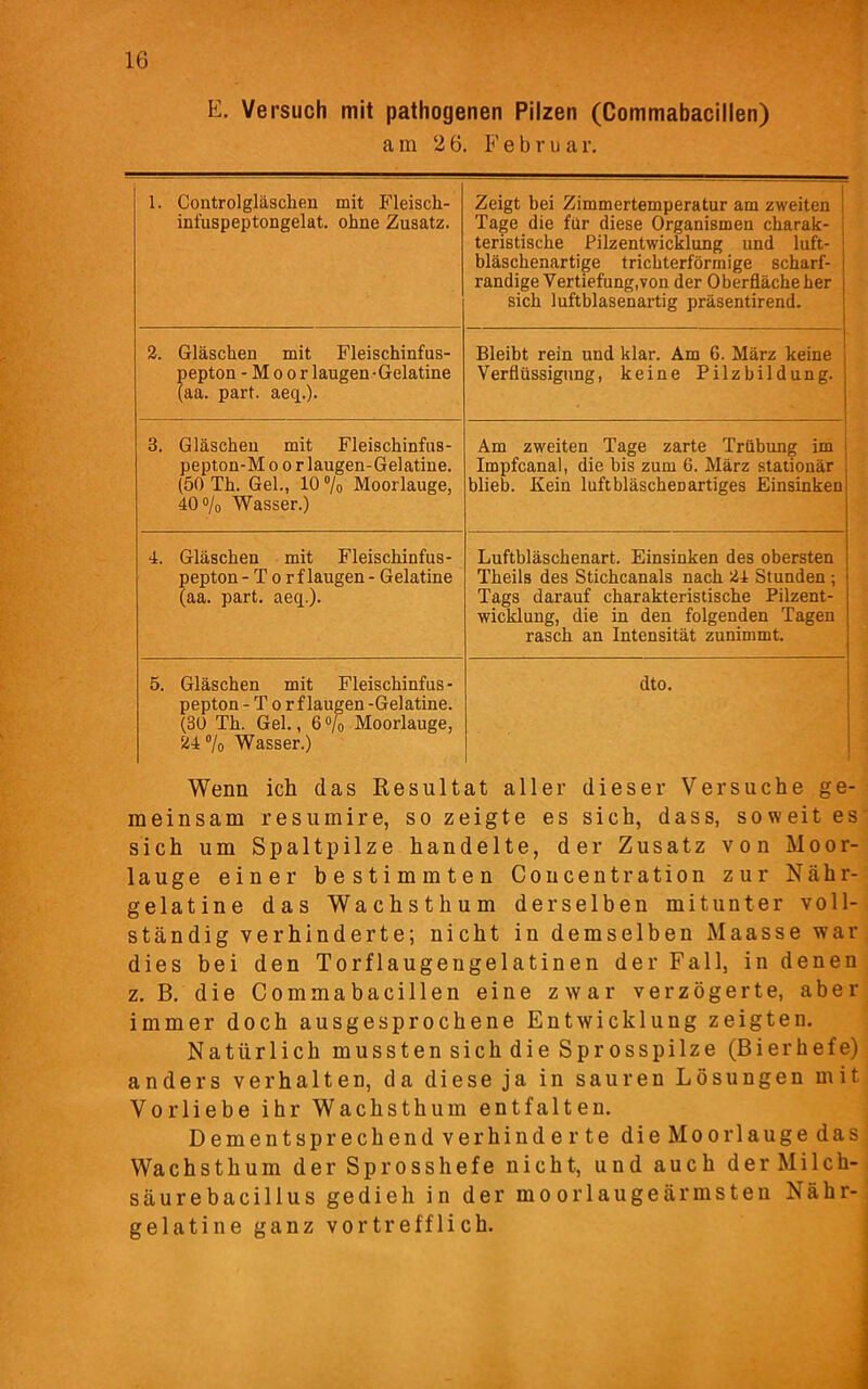 E. Versuch mit pathogenen Pilzen (Commabacillen) a m 2 6. F e b r u a r. 1. Controlgläschen mit Fleisch- infuspeptongelat. ohne Zusatz. Zeigt bei Zimmertemperatur am zweiten Tage die für diese Organismen charak- ; teristisclie Pilzentwicklung und luft- j bläschenartige trichterförmige scharf- j randige Vertiefung.von der Oberfläche her sich luftblasenartig präsentirend. 2. Gläschen mit Fleischinfus- pepton -Moor laugen • Gelatine (aa. part. aecp). Bleibt rein und klar. Am 6. März keine Verflüssigung, keine Pilzbildung, i 3. Gläschen mit Fleischinfus- pepton-M o o r laugen-Gelatine. (50 Th. Gel., 10 % Moorlauge, 40% Wasser.) Am zweiten Tage zarte Trübung im Impfcanal, die bis zum 6. März stationär blieb. Kein luftbläscheDartiges Einsinken 4. Gläschen mit Fleischinfus- pepton -Torf laugen - Gelatine (aa. part. aeq.). Luftbläschenart. Einsinken des obersten Theils des Stichcanals nach 24 Stunden ; Tags darauf charakteristische Pilzent- wicklung, die in den folgenden Tagen rasch an Intensität zunimmt. 5. Gläschen mit Fleischinfus- pepton -To rflaugen -Gelatine. (30 Th. Gel., 6% Moorlauge, 24% Wasser.) dto. Wenn ich das Resultat aller dieser Versuche ge- meinsam resumire, so zeigte es sich, dass, soweit es sich um Spaltpilze handelte, der Zusatz von Moor- lauge einer bestimmten Concentration zur Nähr- gelatine das Wachsthum derselben mitunter voll- ständig verhinderte; nicht in demselben Maasse war dies bei den Torflaugengelatinen der Fall, in denen z. B. die Commabacillen eine zwar verzögerte, aber immer doch ausgesprochene Entwicklung zeigten. Natürlich mussten sich die Sprosspilze (Bierhefe) anders verhalten, da diese ja in sauren Lösungen mit Vorliebe ihr Wachsthum entfalten. Dementsprechend verhinderte dieMoorlauge das Wachst hum der Sprosshefe nicht, und auch der Milch- säurebacillus gedieh in der moorlaugeärmsten Nähr- gelatine ganz vortrefflich.