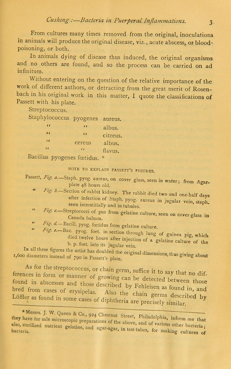 From cultures many times removed from the original, inoculations in animals will produce the original disease, viz., acute abscess, or blood- poisoning, or both. In animals dying of disease thus induced, the original organisms and no others are found, and so the process can be carried on ad infinitum. Without entering on the question of the relative importance of the work of different authors, or detracting from the great merit of Rosen- bach in his original work in this matter, I quote the classifications of Passett with his plate. Streptococcus. Staphylococcus pyogenes aureus. “ “ albus. “ “ citreus. cereus albus. flavus. Bacillus pyogenes foetidus. * nuiii 10 EXPLAIN PASSETT! Passett, Fig. «._Staph. pyog. aureus, on cover glass, seen in water; from Agar- plate 48 hours old. ^ » fig ^.-Section of rabbit kidney. Tlie rabbit died two and one-half days after infection of Staph, pyog. aureus in jugular vein, staph, seen interstitially and in tubules. ^ Fig ^.-Streptococci of pus from gelatine culture, seen on cover-glass in Canada balsam. ** Fig at—BaciH. pyog. foetidus from gelatine culture. ^.-Bac. pyog foet. in section through lung of guinea pig, which As for the streptococcus, or chain germ snflFir'f. if ferences in form or manner of growLf ^n be 2 T™ ‘’'f' fonnd in abscesses and (hose described by Fehleisel fs fc d ” bred from cases of erysipelas Akr. m ^ i • ^ umer as found in some cases of drpb.berl^ZS ^.s.eri.bea .a.rien.