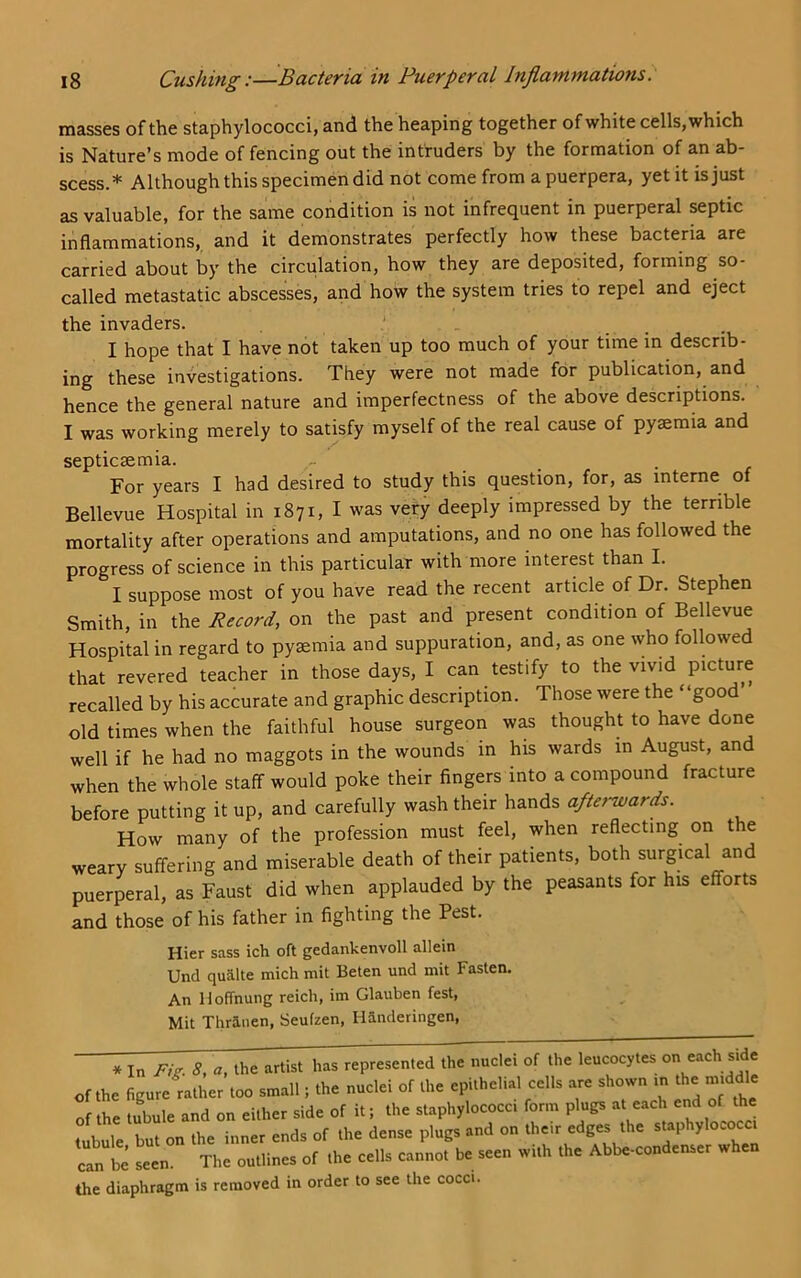 masses of the staphylococci, and the heaping together of white cells, which is Nature’s mode of fencing out the intruders by the formation of an ab- scess.* Although this specimen did not come from a puerpera, yet it is just as valuable, for the same condition is not infrequent in puerperal septic inflammations, and it demonstrates perfectly how these bacteria are carried about by the circulation, how they are deposited, forming so- called metastatic abscesses, and how the system tries to repel and eject the invaders. ... I hope that I have not taken up too much of your time in describ- ing these investigations. They were not made for publication, and hence the general nature and imperfectness of the above descriptions. I was working merely to satisfy myself of the real cause of pyaemia and septicaemia. For years I had desired to study this question, for, as interne of Bellevue Hospital in 1871, I was very deeply impressed by the terrible mortality after operations and amputations, and no one has followed the progress of science in this particular with more interest than I. I suppose most of you have read the recent article of Dr. Stephen Smith, in the Record, on the past and present condition of Bellevue Hospital in regard to pyaemia and suppuration, and, as one who followed that revered teacher in those days, I can testify to the vivid picture recalled by his accurate and graphic description. Those were the “good old times when the faithful house surgeon was thought to have done well if he had no maggots in the wounds in his wards in August, and when the whole staff would poke their fingers into a compound fracture before putting it up, and carefully wash their hands afterwards. How many of the profession must feel, when reflecting on the weary suffering and miserable death of their patients, both surgical and puerperal, as Faust did when applauded by the peasants for his efforts and those of his father in fighting the Pest. Hier sass ich oft gedankenvoll allein Und quake mich mit Beten und mit Fasten. An lloffnung reich, im Glauben fest, Mit Thrinen, Seufzen, Iianderingen, * In Fig. 8, a, the artist has represented the nuclei of the leucocytes on each sjde of the figureither too small; the nuclei of the epithelial cells are shown m the middle of the tubule and on either side of it; the staphylococci form plugs at each tubule but on the inner ends of the dense plugs and on U-r edges the staphylococci can be seen. The outlines of the cells cannot be seen with the Abbe-condenser when the diaphragm is removed in order to see the cocci.
