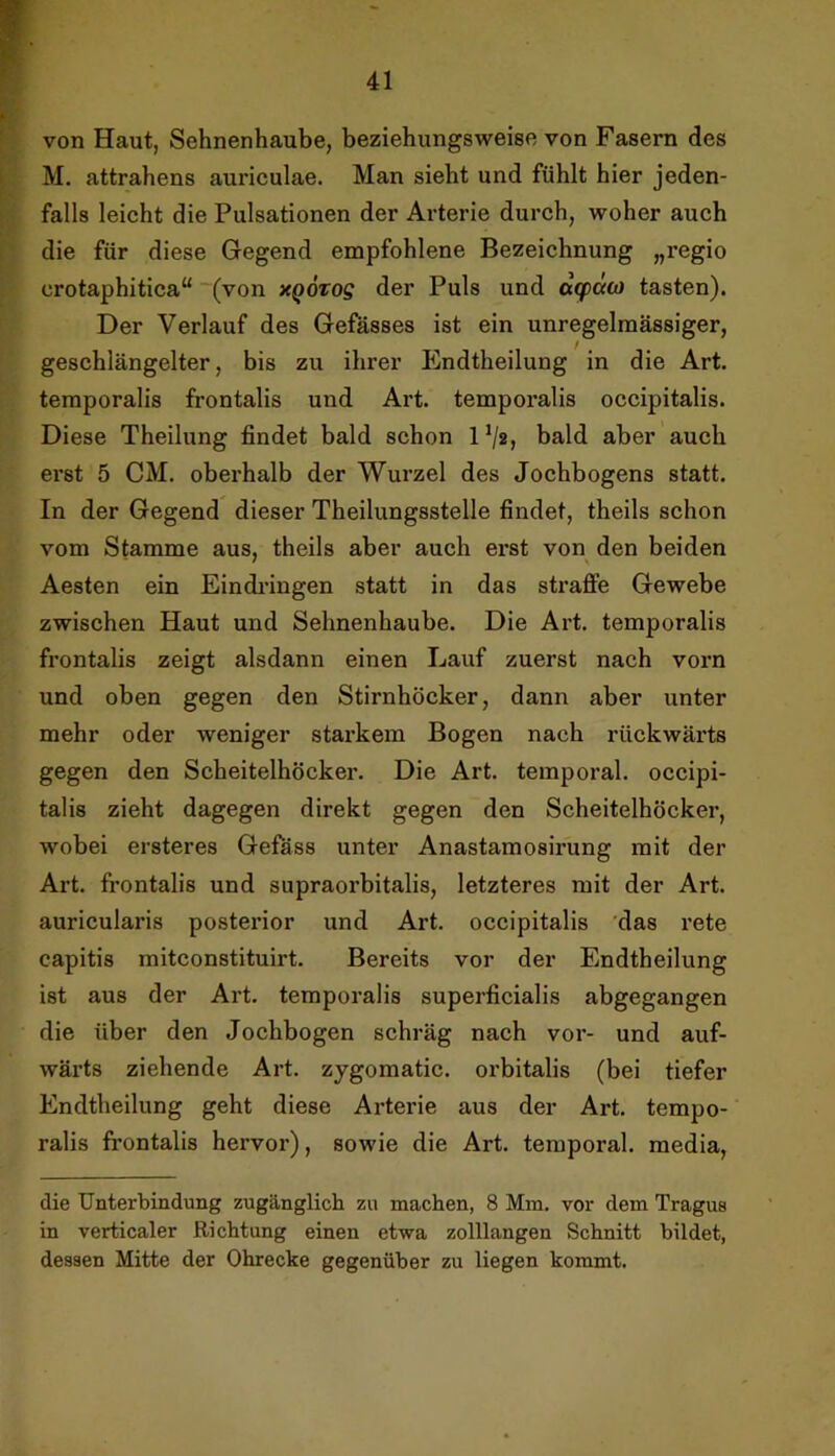 von Haut, Sehnenhaube, beziehungsweise von Fasern des M. attrahens auriculae. Man sieht und fühlt hier jeden- falls leicht die Pulsationen der Arterie durch, woher auch die für diese Gegend empfohlene Bezeichnung „regio crotaphitica“ (von xqötog der Puls und dq>cua tasten). Der Verlauf des Gefässes ist ein unregelmässiger, geschlängelter, bis zu ihrer Endtheilung in die Art. temporalis frontalis und Art. temporalis occipitalis. Diese Theilung findet bald schon l*/», bald aber auch erst 5 CM. oberhalb der Wurzel des Jochbogens statt. In der Gegend dieser Theilungsstelle findet, theils schon vom Stamme aus, theils aber auch ei'st von den beiden Aesten ein Eindi’ingen statt in das straffe Gewebe zwischen Haut und Sehnenhaube. Die Art. temporalis frontalis zeigt alsdann einen Lauf zuerst nach vorn und oben gegen den Stirnhöcker, dann aber unter mehr oder weniger starkem Bogen nach rückwärts gegen den Scheitelhöcker. Die Art. temporal, occipi- talis zieht dagegen direkt gegen den Scheitelhöcker, wobei ersteres Gefass unter Anastamosirung mit der Art. fi’ontalis und supraorbitalis, letzteres mit der Art. auricularis posterior und Art. occipitalis 'das rete capitis mitconstituirt. Bereits vor der Endtheilung ist aus der Art. temporalis superficialis abgegangen die über den Jochbogen schräg nach vor- und auf- wärts ziehende Art. zygomatic. orbitalis (bei tiefer Endtheilung geht diese Arterie aus der Art. tempo- ralis frontalis hervor), sowie die Art. temporal, media, die Unterbindung zugänglich zu machen, 8 Mm. vor dem Tragus in verticaler Richtung einen etwa zolllangen Schnitt bildet, dessen Mitte der Ohrecke gegenüber zu liegen kommt.