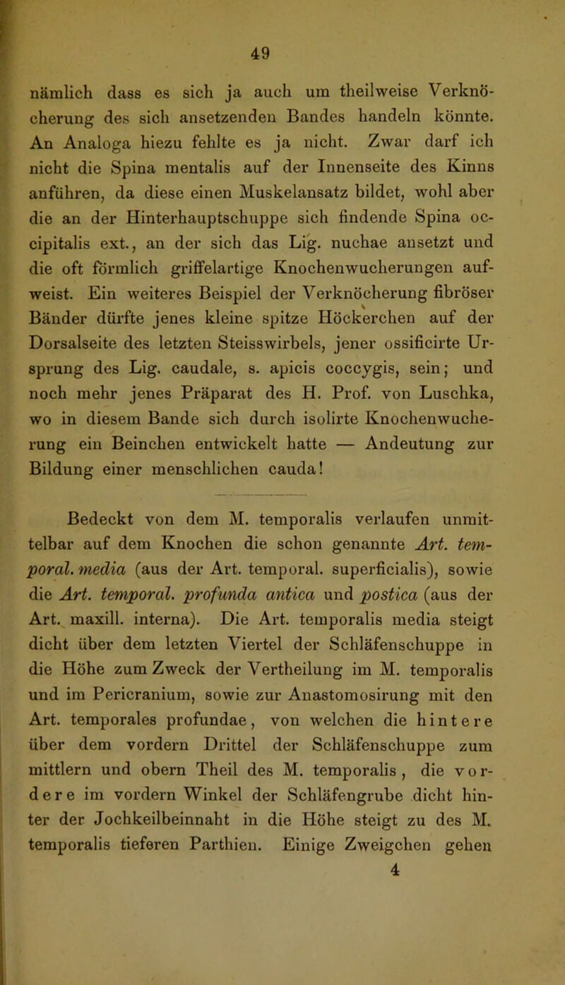 nämlich dass es sich ja auch um theilweise Verknö- cherung des sich ansetzenden Bandes handeln könnte. An Analoga hiezu fehlte es ja nicht. Zwar darf ich nicht die Spina mentalis auf der Innenseite des Kinns anführen, da diese einen Muskelansatz bildet, wohl aber die an der Hinterhauptschuppe sich findende Spina oc- cipitalis ext., an der sich das Lig. nuchae ansetzt und die oft förmlich griffelartige Knochenwucherungeu auf- weist. Ein weiteres Beispiel der Verknöcherung fibröser Bänder dürfte jenes kleine spitze Höckerchen auf der Dorsalseite des letzten Steisswirbels, jener ossificirte Ur- sprung des Lig. caudale, s. apicis coccygis, sein; und noch mehr jenes Präparat des H. Prof, von Luschka, wo in diesem Bande sich durch isolirte Knochenwuche- rung ein Beinchen entwickelt hatte — Andeutung zur Bildung einer menschlichen cauda! Bedeckt von dem M. temporalis verlaufen unmit- telbar auf dem Knochen die schon genannte Art. tem- poral. media (aus der Art. temporal, superficialis), sowie die Art. temporal, profunda antica und postica (aus der Art.^ maxill. interna). Die Art. temporalis media steigt dicht über dem letzten Viertel der Schläfenschuppe in die Höhe zum Zweck der Vertheilung im M. temporalis und im Pericranium, sowie zur Anastomosirung mit den Art. temporales profundae, von welchen die hintere über dem vordem Drittel der Schläfenschuppe zum mittlern und obern Theil des M. temporalis, die vor- dere im vordem Winkel der Schläfengrube dicht hin- ter der Jochkeilbeinnaht in die Höhe steigt zu des M. temporalis tieferen Parthien. Einige Zweigehen gehen 4