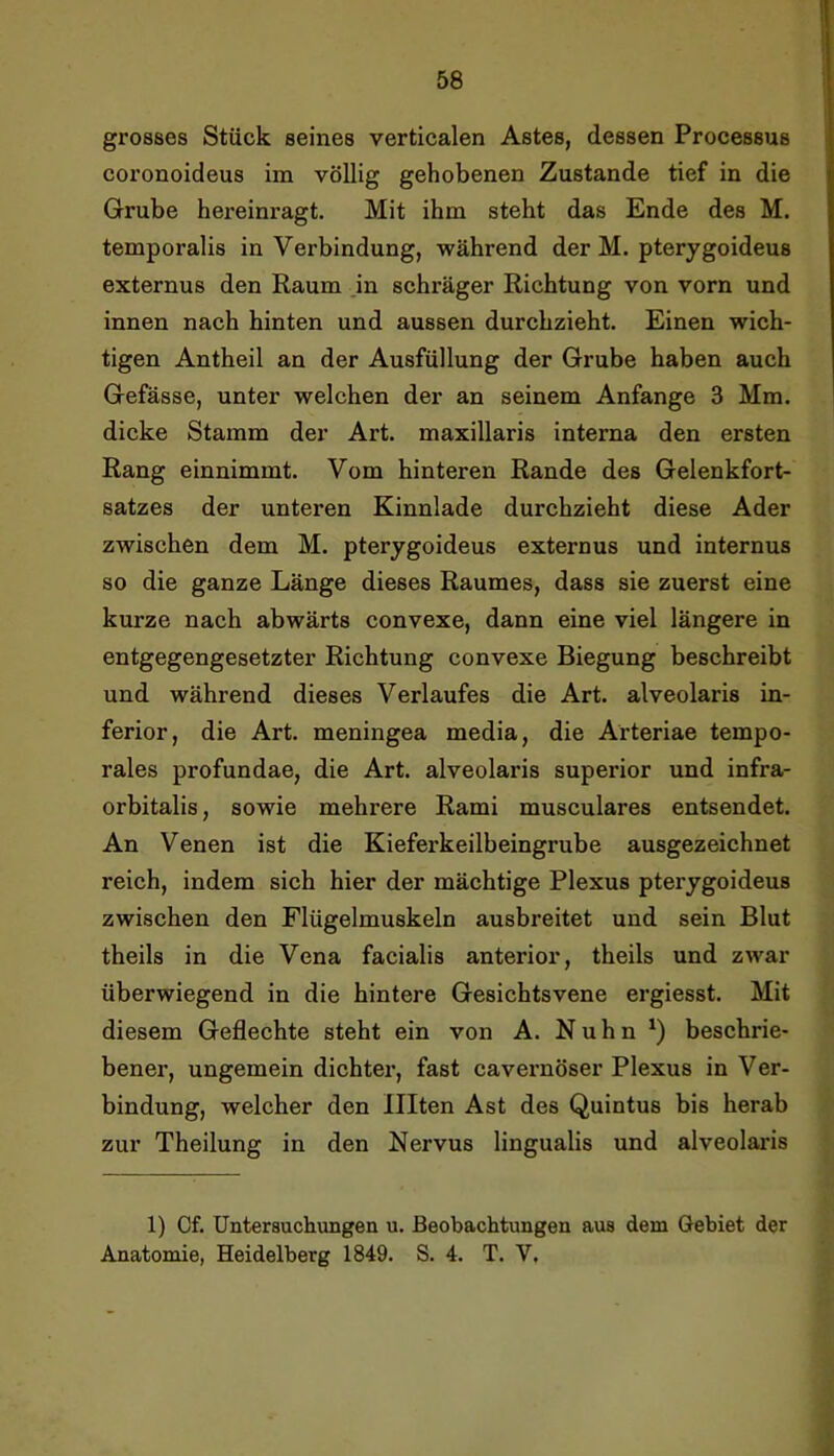 grosses Stück seines verticalen Astes, dessen Processus coronoideus im völlig gehobenen Zustande tief in die Grube hereinragt. Mit ihm steht das Ende des M. temporalis in Verbindung, während der M. pterygoideus externus den Raum in schräger Richtung von vorn und innen nach hinten und aussen durchzieht. Einen wich- tigen Antheil an der Ausfüllung der Grube haben auch Gefässe, unter welchen der an seinem Anfänge 3 Mm. dicke Stamm der Art. maxillaris interna den ersten Rang einnimmt. Vom hinteren Rande des Gelenkfort- satzes der unteren Kinnlade durchzieht diese Ader zwischen dem M. pterygoideus externus und internus so die ganze Länge dieses Raumes, dass sie zuerst eine kurze nach abwärts convexe, dann eine viel längere in entgegengesetzter Richtung convexe Biegung beschreibt und während dieses Verlaufes die Art. alveolaris in- ferior, die Art. meningea media, die Arteriae tempo- rales profundae, die Art. alveolaris superior und infra- orbitalis, sowie mehrere Rami musculares entsendet. An Venen ist die Kieferkeilbeingrube ausgezeichnet reich, indem sich hier der mächtige Plexus pterygoideus zwischen den Flügelmuskeln ausbreitet und sein Blut theils in die Vena facialis anterior, theils und zwar überwiegend in die hintere Gesichtsvene ergiesst. Mit diesem Geflechte steht ein von A. Nuhn beschrie- bener, ungemein dichter, fast cavernöser Plexus in Ver- bindung, welcher den Ulten Ast des Quintus bis herab zur Theilung in den Nervus lingualis und alveolaris 1) Of. Untersuchungen u. Beobachtungen aus dem Gebiet der Anatomie, Heidelberg 1849. S. 4. T. V,