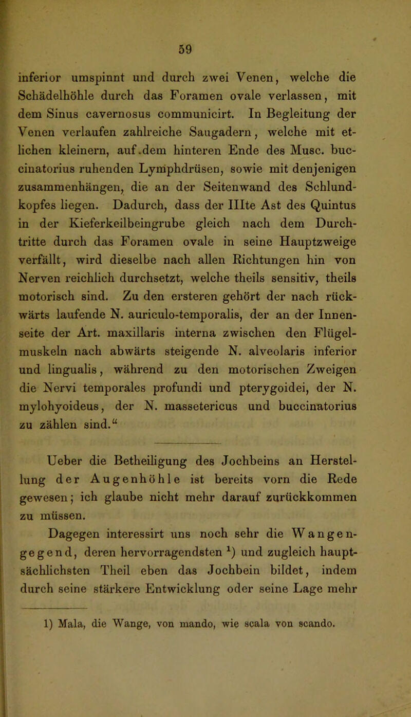 inferior umspinnt und durch zwei Venen, welche die Schädelhöhle durch das Foramen ovale verlassen, mit dem Sinus cavernosus communicirt. In Begleitung der Venen verlaufen zahlreiche Saugadern, welche mit et- lichen kleinern, auf .dem hinteren Ende des Muse, buc- cinatorius ruhenden Lymphdrüsen, sowie mit denjenigen Zusammenhängen, die an der Seitenwand des Schlund- kopfes liegen. Dadurch, dass der Illte Ast des Quintus in der Kieferkeilbeingrube gleich nach dem Durch- tritte durch das Foramen ovale in seine Hauptzweige verfällt, wird dieselbe nach allen Richtungen hin von Nerven reichlich durchsetzt, welche theils sensitiv, theils motorisch sind. Zu den ersteren gehört der nach rück- wärts laufende N. auriculo-temporalis, der an der Innen- seite der Art. maxillaris interna zwischen den Flügel- muskeln nach abwärts steigende N. alveolaris inferior und lingualis, während zu den motorischen Zweigen die Nervi temporales profund! und pterygoidei, der N. mylohyoideus, der N. massetericus und buccinatorius zu zählen sind.“ lieber die Betheiligung des Jochbeins an Herstel- lung der Augenhöhle ist bereits vorn die Rede gewesen; ich glaube nicht mehr darauf zurückkommen zu müssen. Dagegen interessirt uns noch sehr die Wangen- gegend, deren hervorragendsten und zugleich haupt- sächlichsten Theil eben das Jochbein bildet, indem durch seine stärkere Entwicklung oder seine Lage mehr 1) Mala, die Wange, von mando, wie scala von scando.