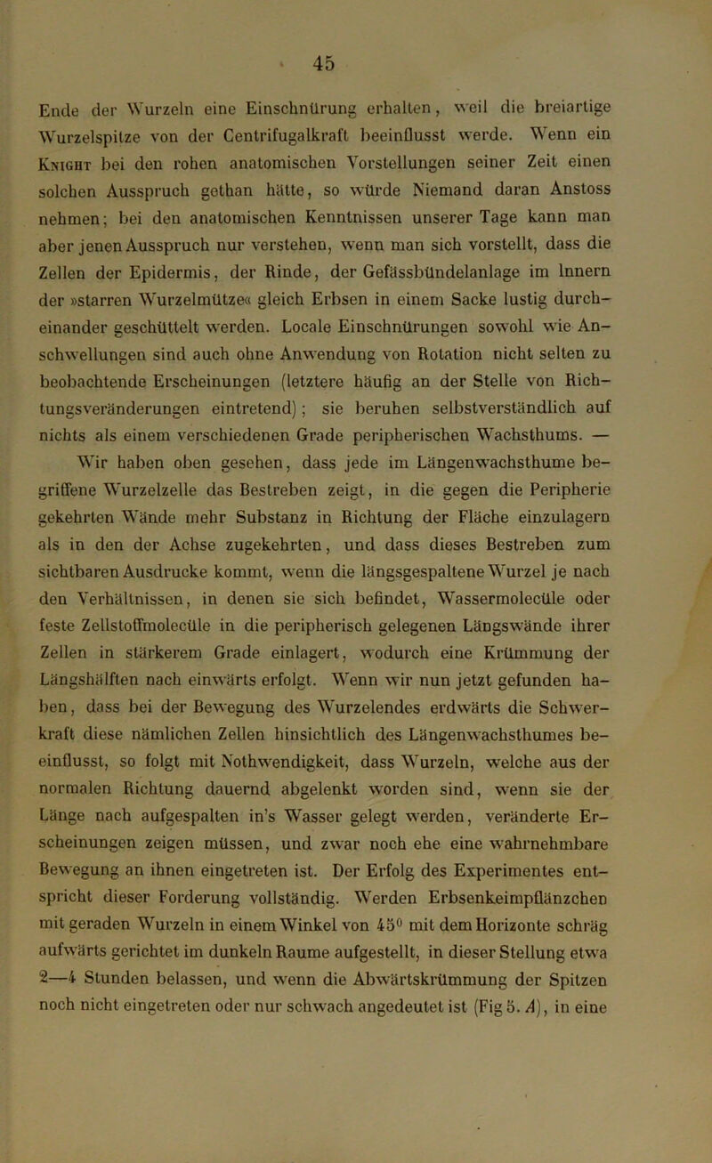 Ende der Wurzeln eine Einschnürung erhalten, weil die breiartige Wurzelspilze von der Centrifugalkraft beeinflusst werde. Wenn ein Knight bei den rohen anatomischen Vorstellungen seiner Zeit einen solchen Ausspruch gethan hätte, so würde Niemand daran Anstoss nehmen; bei den anatomischen Kenntnissen unserer Tage kann man aber jenen Ausspruch nur verstehen, wenn man sich vorstellt, dass die Zellen der Epidermis, der Rinde, der Gefässbündelanlage im Innern der »starren Wurzelmütze« gleich Erbsen in einem Sacke lustig durch- einander geschüttelt werden. Locale Einschnürungen sowohl wie An- schwellungen sind auch ohne Anwendung von Rotation nicht selten zu beobachtende Erscheinungen (letztere häufig an der Stelle von Rich- tungsveränderungen eintretend); sie beruhen selbstverständlich auf nichts als einem verschiedenen Grade peripherischen Wachsthums. — Wir haben oben gesehen, dass jede im Längenwachsthume be- griffene Wurzelzelle das Bestreben zeigt, in die gegen die Peripherie gekehrten Wände mehr Substanz in Richtung der Fläche einzulagern als in den der Achse zugekehrten, und dass dieses Bestreben zum sichtbaren Ausdrucke kommt, wenn die längsgespaltene Wurzel je nach den Verhältnissen, in denen sie sich befindet, Wassermolecüle oder feste Zellstoffmolecüle in die peripherisch gelegenen Längswände ihrer Zellen in stärkerem Grade einlagert, wodurch eine Krümmung der Längshälften nach einwärts erfolgt. Wenn wir nun jetzt gefunden ha- ben , dass bei der Bewegung des Wurzelendes erdwärts die Schwer- kraft diese nämlichen Zellen hinsichtlich des Längenwachslhumes be- einflusst, so folgt mit Nothwendigkeit, dass Wurzeln, welche aus der normalen Richtung dauernd abgelenkt worden sind, wenn sie der Länge nach aufgespalten in’s Wasser gelegt werden, veränderte Er- scheinungen zeigen müssen, und zwar noch ehe eine wahrnehmbare Bewegung an ihnen eingetreten ist. Der Erfolg des Experimentes ent- spricht dieser Forderung vollständig. Werden Erbsenkeimpflänzchen mit geraden Wurzeln in einem Winkel von 45° mit dem Horizonte schräg aufwärts gerichtet im dunkeln Raume aufgestellt, in dieser Stellung etwa 2—4 Stunden belassen, und wenn die Abwärtskrümmung der Spitzen noch nicht eingetreten oder nur schwach angedeutet ist (Fig 5. A), in eine