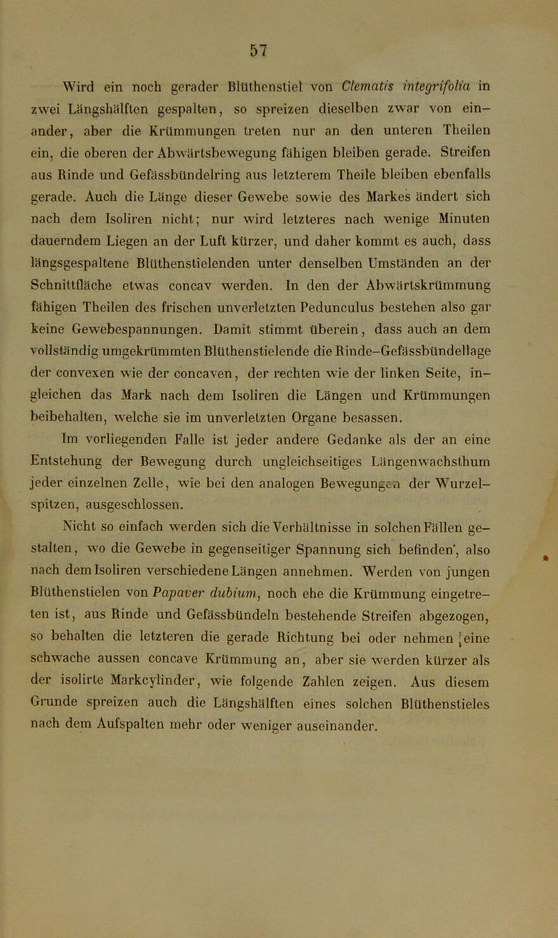 Wird ein noch gerader Bltlthcnstiel von Clematis integrifolia in zwei Längshälften gespalten, so spreizen dieselben zwar von ein- ander, aber die Krümmungen treten nur an den unteren Theilen ein, die oberen der Abwärtsbewegung fähigen bleiben gerade. Streifen aus Rinde und Gefässbündelring aus letzterem Theile bleiben ebenfalls gerade. Auch die Länge dieser Gewebe sowie des Markes ändert sich nach dem Isoliren nicht; nur wird letzteres nach wenige Minuten dauerndem Liegen an der Luft kürzer, und daher kommt es auch, dass längsgespaltene Blüthenstielenden unter denselben Umständen an der Schnittfläche etwas concav werden. In den der Abwärtskrümmung fähigen Theilen des frischen unverletzten Pedunculus bestehen also gar keine Gewebespannungen. Damit stimmt überein, dass auch an dem vollständig umgekrümmlen Blüthenstielende dieRinde-Gefässbündellage der convexen wie der concaven, der rechten wie der linken Seite, in- gleichen das Mark nach dem Isoliren die Längen und Krümmungen beibehalten, welche sie im unverletzten Organe besessen. Im vorliegenden Falle ist jeder andere Gedanke als der an eine Entstehung der Bewegung durch ungleichseitiges Längenwachsthum jeder einzelnen Zelle, wie bei den analogen Bewegungen der Wurzel- spitzen, ausgeschlossen. Nicht so einfach werden sich die Verhältnisse in solchen Fällen ge- stalten , wo die Gewrebe in gegenseitiger Spannung sich befinden’, also nach dem Isoliren verschiedene Längen annehmen. Werden von jungen Blüthenstielen von Papaver dubium, noch ehe die Krümmung eingetre- ten ist, aus Rinde und Gefässbündeln bestehende Streifen abgezogen, so behalten die letzteren die gerade Richtung bei oder nehmen [eine schwache aussen concave Krümmung an, aber sie werden kürzer als der isolirle Markcylindcr, w'ie folgende Zahlen zeigen. Aus diesem Grunde spreizen auch die Längshälften eines solchen Blüthenstieles nach dem Aufspalten mehr oder weniger auseinander.
