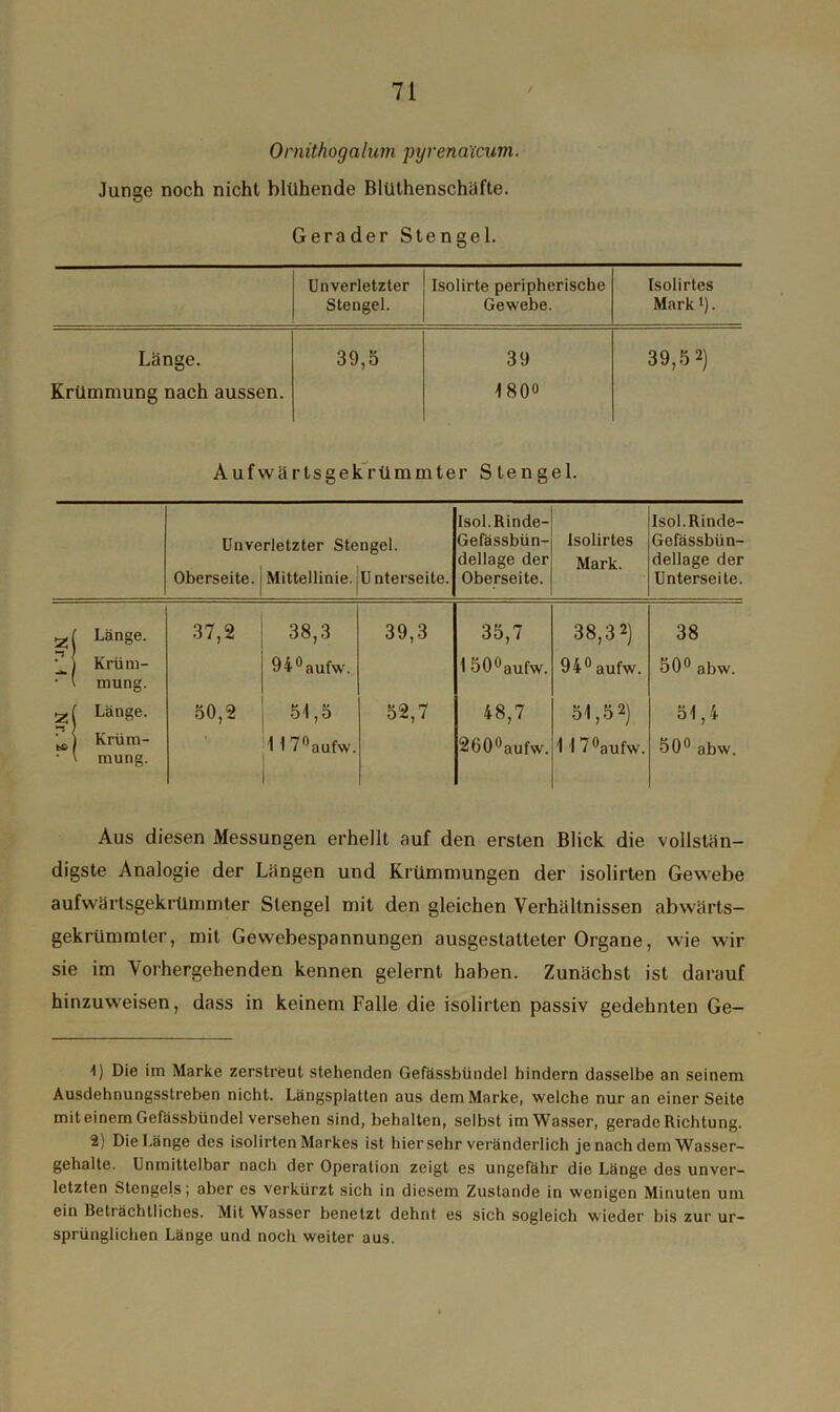 Ornithogalum pyrenaicum. Junge noch nicht blühende Blüthenschäfte. Gerader Stengel. Unverletzter Isolirte peripherische Isolirtes Stengel. Gewebe. Mark i). Länge. 39,5 39 39,5 2) Krümmung nach aussen. 4 80° Aufwärtsgekrümmter Stengel. Unverletzter Stengel. Oberseite. Mittellinie.jUnterseite. Isol.Rinde- Gefässbün- dellage der Oberseite. Isolirtes Mark. Isol.Rinde- Gefässbün- dellage der Unterseite. 25 l Länge. 37,2 38,3 39,3 35,7 38,3 1 2) 38 j Krüm- j 94°aufw. 150°aufw. 94° aufw. 50° abw. •t mung. Länge. 50,2 51,5 52,7 48,7 51,5 2) 51,4 C, j Krüm- 1 17°aufw. 260°aufw. 1 17°aufw. 50° abw. • \ mung. | Aus diesen Messungen erhellt auf den ersten Blick die vollstän- digste Analogie der Längen und Krümmungen der isolirten Gewebe aufwärtsgekrümmter Stengel mit den gleichen Verhältnissen abwärts- gekrümmter, mit Gewebespannungen ausgestatteter Organe, wie wir sie im Vorhergehenden kennen gelernt haben. Zunächst ist darauf hinzuweisen, dass in keinem Falle die isolirten passiv gedehnten Ge- 1) Die im Marke zerstreut stehenden Gefässbündel hindern dasselbe an seinem Ausdehnungsstreben nicht. Längsplatten aus dem Marke, welche nur an einer Seite mit einem Gefässbündel versehen sind, behalten, selbst im Wasser, gerade Richtung. 2) Die Länge des isolirten Markes ist hier sehr veränderlich je nach dem Wasser- gehalte. Unmittelbar nach der Operation zeigt es ungefähr die Länge des unver- letzten Stengels; aber es verkürzt sich in diesem Zustande in wenigen Minuten um ein Beträchtliches. Mit Wasser benetzt dehnt es sich sogleich wieder bis zur ur- sprünglichen Länge und noch weiter aus.