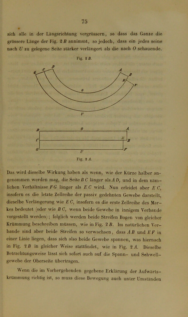 sich alle in der Längsrichtung vergrössern, so dass das Ganze die grössere Länge der Fig. 2 B annimmt, so jedoch, dass ein jedes seine nach U zu gelegene Seite stärker verlängert als die nach 0 schauende. Fig. 2 D. D a Das wird dieselbe Wirkung haben als wenn, w ie der Kürze halber an- genommen werden mag, die Seite BC länger als AD, und in dem näm- lichen Verhältnisse EG länger als EC wird. Nun erleidet aber E C, insofern es die letzte Zellreihe der passiv gedehnten Gewebe darstcllt, dieselbe Verlängerung wie EC, insofern es die erste Zellreihe des Mar- kes bedeutet (oder wie B C, wenn beide Gewebe in innigem Verbände vorgestellt werden); folglich werden beide Streifen Bogen von gleicher Krümmung beschreiben müssen, w ie in Fig. 2 B. Im natürlichen Ver- bände sind aber beide Streifen so verwachsen, dass A B und E F in einer Linie liegen, dass sich also beide Gewebe spannen, was hiernach in Fig. 2 D in gleicher Weise slattfindet, wie in Fig. 2/1. Dieselbe Betrachtungsweise lässt sich sofort auch auf die Spann- und Sehwell- gewebe der Oberseite übertragen. Wenn die im Vorhergehenden gegebene Erklärung der Aufwärts- krümmung richtig ist, so muss diese Bewegung auch unter Umständen Fig. 2 A.