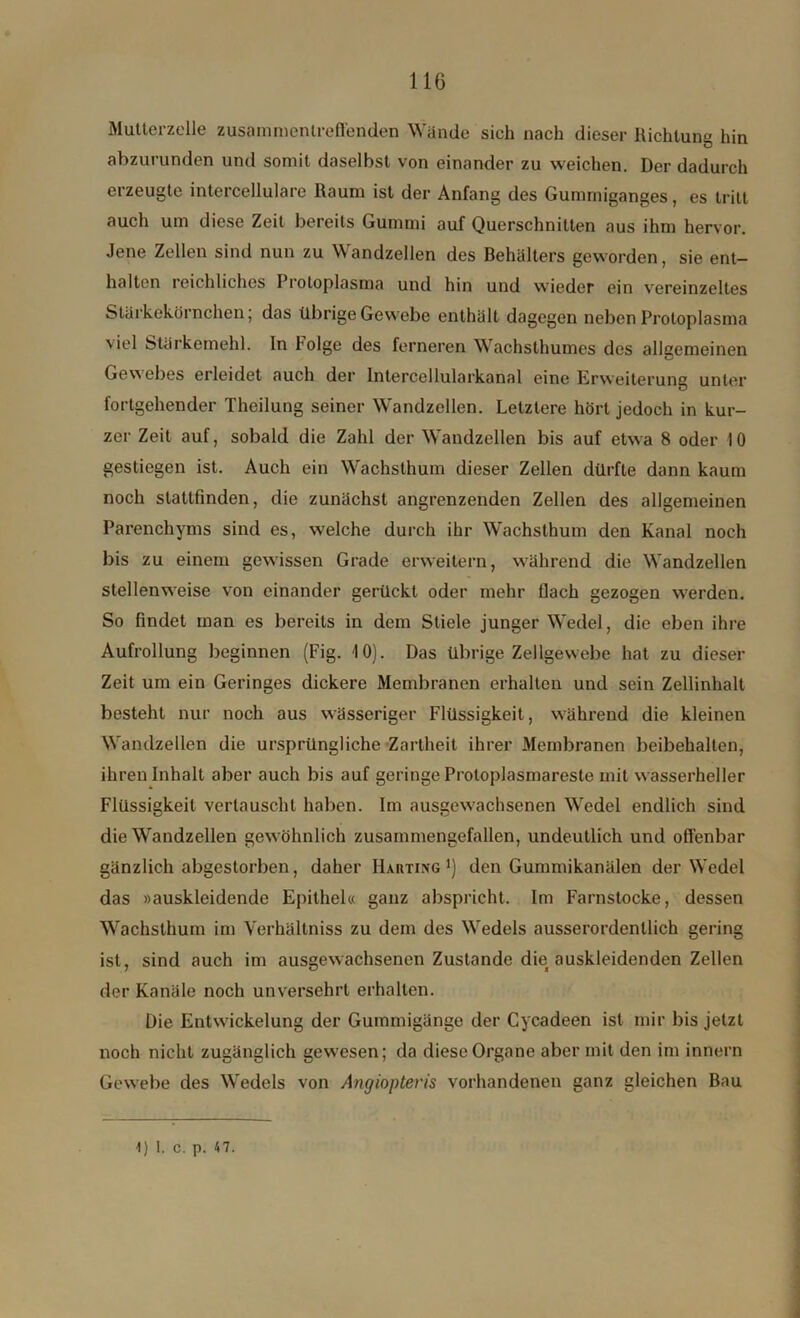 Mutterzolle zusammentreffenden Wände sich nach dieser Richtung hin abzurunden und somit daselbst von einander zu weichen. Der dadurch erzeugte intercellulare Raum ist der Anfang des Gummiganges, es tritt auch um diese Zeit bereits Gummi auf Querschnitten aus ihm hervor. Jene Zellen sind nun zu Wandzellen des Behälters geworden, sie ent- halten reichliches Protoplasma und hin und wieder ein vereinzeltes Stärkekörnchen; das übrige Gewebe enthält dagegen neben Protoplasma viel Stärkemehl. In l olge des ferneren Wachsthumes des allgemeinen Gewebes erleidet auch der lntercollularkanal eine Erweiterung unter fortgehender Theilung seiner Wandzellen. Letztere hört jedoch in kur- zer Zeit auf, sobald die Zahl der Wandzellen bis auf etwa 8 oder 10 gestiegen ist. Auch ein Wachsthum dieser Zellen dürfte dann kaum noch slattfinden, die zunächst angrenzenden Zellen des allgemeinen Parenchyms sind es, welche durch ihr Wachsthum den Kanal noch bis zu einem gewissen Grade erweitern, während die Wandzellen stellenweise von einander gerückt oder mehr flach gezogen werden. So findet man es bereits in dem Stiele junger Wedel, die eben ihre Aufrollung beginnen (Fig. 10). Das übrige Zellgewebe hat zu dieser Zeit um ein Geringes dickere Membranen erhalten und sein Zellinhalt besteht nur noch aus wässeriger Flüssigkeit, während die kleinen Wandzellen die ursprüngliche Zartheit ihrer Membranen beibehalten, ihren Inhalt aber auch bis auf geringe Protoplasmareste mit wasserheller Flüssigkeit vertauscht haben. Im ausgewachsenen Wedel endlich sind die Wandzellen gewöhnlich zusammengefallen, undeutlich und offenbar gänzlich abgestorben, daher Harting1) den Gummikanälen der Wedel das »auskleidende Epithel« ganz abspricht. Im Farnstocke, dessen Wachsthum im Verhältniss zu dem des Wedels ausserordentlich gering ist, sind auch im ausgewachsenen Zustande dm auskleidenden Zellen der Kanäle noch unversehrt erhalten. Die Entwickelung der Gummigänge der Cycadeen ist mir bis jetzt noch nicht zugänglich gewesen; da diese Organe aber mit den im innern Gewebe des Wedels von Angiopteris vorhandenen ganz gleichen Bau 1) I. c. p. 47.