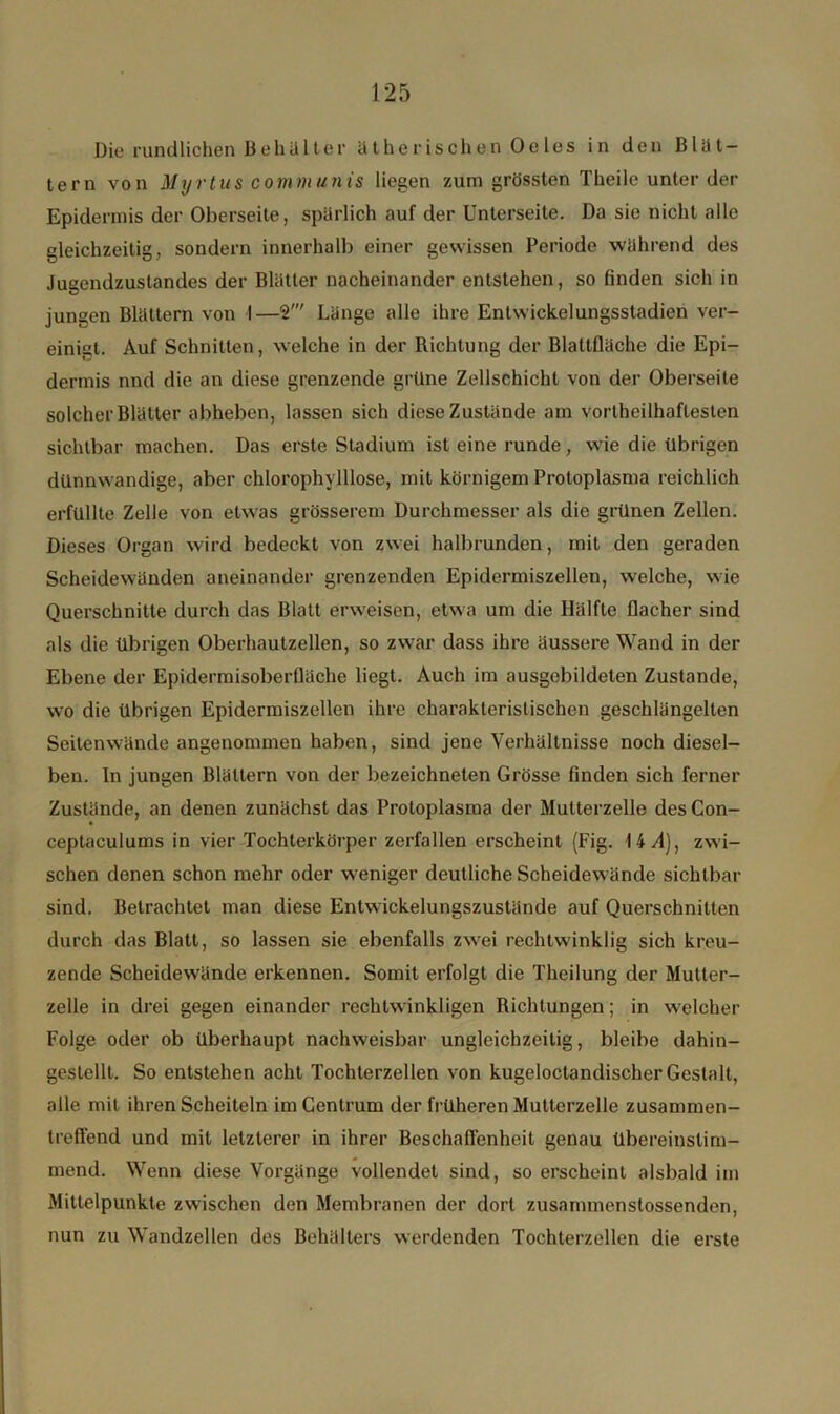 Die rundlichen Behälter ätherischen Oeles in den Blät- tern von Myrtus communis liegen zum grössten Theile unter der Epidermis der Oberseite, spärlich auf der Unterseite. Da sie nicht alle gleichzeitig, sondern innerhalb einer gewissen Periode während des Jugendzustandes der Blätter nacheinander entstehen, so finden sich in jungen Blättern von I—2' Länge alle ihre Entwickelungsstadien ver- einigt. Auf Schnitten, welche in der Richtung der Blaltflächc die Epi- dermis nnd die an diese grenzende grüne Zellschicht von der Oberseite solcher Blätter abheben, lassen sich diese Zustände am vortheilhaflesten sichtbar machen. Das erste Stadium ist eine runde, wie die übrigen dünnwandige, aber chlorophylllose, mit körnigem Protoplasma reichlich erfüllte Zelle von etwas grösserem Durchmesser als die grünen Zellen. Dieses Organ wird bedeckt von zwei halbrunden, mit den geraden Scheidewänden aneinander grenzenden Epidermiszellen, welche, wie Querschnitte durch das Blatt erweisen, etwa um die Hälfte flacher sind als die übrigen Oberhautzellen, so zwar dass ihre äussere Wand in der Ebene der Epidermisoberfläche liegt. Auch im ausgcbildelen Zustande, wo die übrigen Epidermiszellen ihre charakteristischen geschlängelten Seitenwände angenommen haben, sind jene Verhältnisse noch diesel- ben. ln jungen Blättern von der bezeichneten Grösse finden sich ferner Zustände, an denen zunächst das Protoplasma der Mutterzelle des Con- ceptaculums in vier Tochterkörper zerfallen erscheint (Fig. 14 A), zwi- schen denen schon mehr oder weniger deutliche Scheidewände sichtbar sind. Betrachtet man diese Entwickelungszustände auf Querschnitten durch das Blatt, so lassen sie ebenfalls zwei rechtwinklig sich kreu- zende Scheidewände erkennen. Somit erfolgt die Theilung der Multer- zelle in drei gegen einander rechtwinkligen Richtungen; in welcher Folge oder ob überhaupt nachweisbar ungleichzeitig, bleibe dahin- gestellt. So entstehen acht Tochterzellen von kugeloctandischer Gestalt, alle mit ihren Scheiteln im Centrum der früheren Muttcrzelle zusammen- treffend und mit letzterer in ihrer Beschaffenheit genau übereinstim- mend. Wenn diese Vorgänge vollendet sind, so erscheint alsbald im Mittelpunkte zwischen den Membranen der dort zusammenstossenden, nun zu Wandzellen des Behälters werdenden Tochterzellen die erste