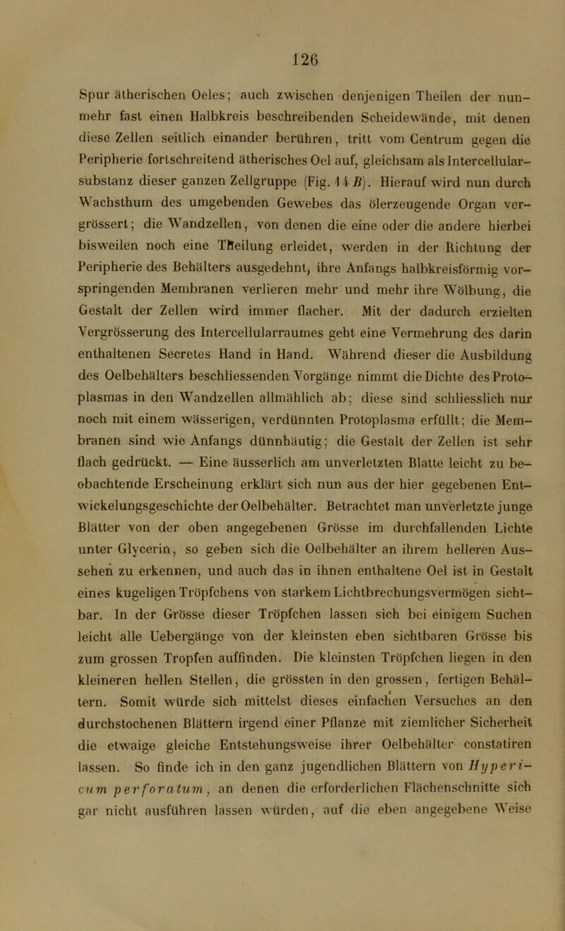 Spur ätherischen Oeles; auch zwischen denjenigen Theilen der nun- mehr fast einen Halbkreis beschreibenden Scheidewände, mit denen diese Zellen seitlich einander berühren, tritt vom Centrum gegen die Peripherie fortschreitend ätherisches Oel auf, gleichsam als Intercellular- substanz dieser ganzen Zellgruppe (Fig. I 4J5). Hierauf wird nun durch Wachsthum des umgebenden Gew'ebes das ölerzeugende Organ ver- grössert; die Wandzellen, von denen die eine oder die andere hierbei bisweilen noch eine IHeilung erleidet, werden in der Richtung der Peripherie des Behälters ausgedehnt, ihre Anfangs halbkreisförmig vor- springenden Membranen verlieren mehr und mehr ihre Wölbung, die Gestalt der Zellen wird immer flacher. Mit der dadurch erzielten Vergrösserung des Intercellularraumes geht eine Vermehrung des darin enthaltenen Secretes Hand in Hand. Während dieser die Ausbildung des Oelbehälters beschliessenden Vorgänge nimmt die Dichte des Proto- plasmas in den Wandzellen allmählich ab; diese sind schliesslich nur noch mit einem wässerigen, verdünnten Protoplasma erfüllt; die Mem- branen sind wie Anfangs dünnhäutig; die Gestalt der Zellen ist sehr flach gedrückt. — Eine äusserlich am unverletzten Blatte leicht zu be- obachtende Erscheinung erklärt sich nun aus der hier gegebenen Enö- w ickelungsgeschichte der Oelbehälter. Betrachtet man unverletzte junge Blätter von der oben angegebenen Grösse im durchfallenden Lichte unter Glycerin, so geben sich die Oelbehälter an ihrem helleren Aus- sehen zu erkennen, und auch das in ihnen enthaltene Oel ist in Gestalt eines kugeligen Tröpfchens von starkem Lichtbrechungsvermögen sicht- bar. In der Grösse dieser Tröpfchen lassen sich bei einigem Suchen leicht alle Uebergänge von der kleinsten eben sichtbaren Grösse bis zum grossen Tropfen auffinden. Die kleinsten Tröpfchen liegen in den kleineren hellen Stellen, die grössten in den grossen, fertigen Behäl- tern. Somit würde sich mittelst dieses einfachen Versuches an den durchstochenen Blättern irgend einer Pflanze mit ziemlicher Sicherheit die etwaige gleiche Entstehungsw'eise ihrer Oelbehälter constatiren lassen. So finde ich in den ganz jugendlichen Blättern von Hyperi- cum per f’oratum , an denen die erforderlichen Flächenschnitte sich gar nicht ausführen lassen würden, auf die eben angegebene Weise