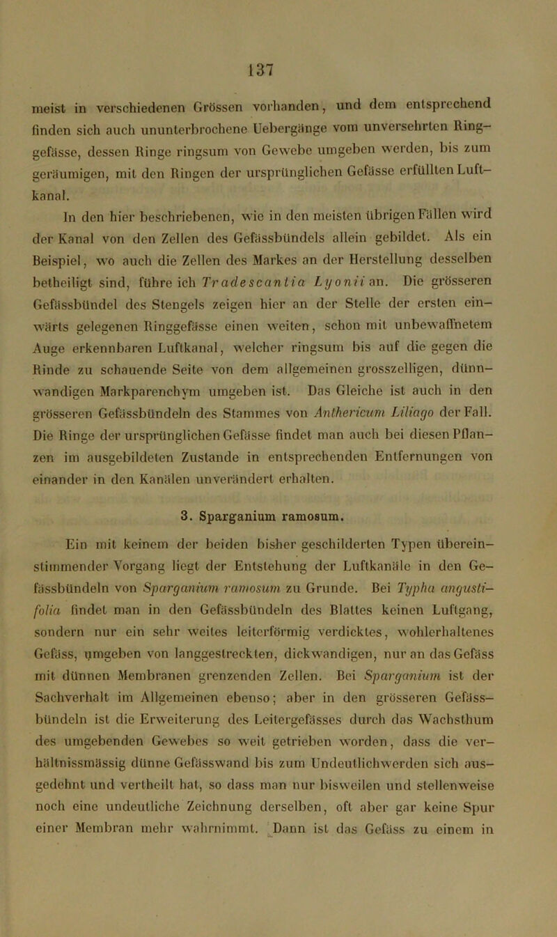 meist in verschiedenen Grössen vorhanden, und dem entspiechend finden sich auch ununterbrochene Uebergänge vom unversehrten Ring- gefässe, dessen Ringe ringsum von Gewebe umgeben werden, bis zum geräumigen, mit den Ringen der ursprünglichen Gefässe erfüllten Luft- kanal. In den hier beschriebenen, wie in den meisten übrigen Fallen wird der Kanal von den Zellen des Gefässbündels allein gebildet. Als ein Beispiel, wo auch die Zellen des Markes an der Herstellung desselben betheiligt sind, führe ich Trcidesccintia Lxjonii an. Die grösseren Gefässbündel des Stengels zeigen hier an der Stelle der ersten ein- wärts gelegenen Ringgefässe einen weiten, schon mit unbewaffnetem Auge erkennbaren Luftkanal, welcher ringsum bis auf die gegen die Rinde zu schauende Seite von dem allgemeinen grosszelligen, dünn- wandigen Markparenchym umgeben ist. Das Gleiche ist auch in den grösseren Gefässbündeln des Stammes von Anlhericum Liliago der Fall. Die Ringe der ursprünglichen Gefässe findet man auch bei diesen Pflan- zen im ausgebildeten Zustande in entsprechenden Entfernungen von einander in den Kanälen unverändert erhalten. 3. Sparganium ramosum. Ein mit keinem der beiden bisher geschilderten Typen überein- stimmender Vorgang liegt der Entstehung der Luftkanäle in den Ge- fässbündeln von Sparganium ramosum zu Grunde. Bei Typ lut angusti- folia findet man in den Gefässbündeln des Blattes keinen Luftgang, sondern nur ein sehr weites leiterförmig verdicktes, wohlerhaltenes Gelass, umgeben von langgestreckten, dickwandigen, nur an das Gefäss mit dünnen Membranen grenzenden Zellen. Bei Sparganium ist der Sachverhalt im Allgemeinen ebenso; aber in den grösseren Gefäss- bündeln ist die Erweiterung des Leitergefässes durch das Wachsthum des umgebenden Gewebes so weit getrieben worden, dass die ver- hällnissmässig dünne Gefässwand bis zum Undeutlichwerden sich aus- gedehnt und vertheilt hat, so dass man nur bisweilen und stellenweise noch eine undeutliche Zeichnung derselben, oft aber gar keine Spur einer Membran mehr wahrnimmt. Dann ist das Gefäss zu einem in