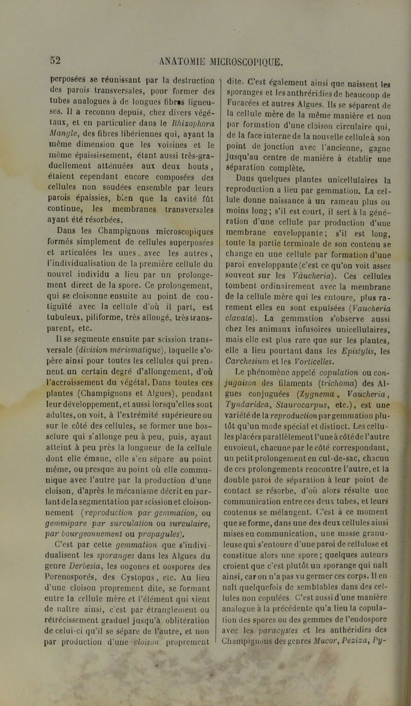 perposées se réunissant par la destruction des parois transversales, pour former des tubes analogues à de longues fibras ligneu- ses. Il a reconnu depuis, chez divers végé- taux, et en particulier dans le llhizophora Mangle, des fibres libériennes qui, ayant la môme dimension que les voisines et le môme épaississement, étant, aussi très-gra- duellemeut atténuées aux deux bouts, étaient cependant encore composées des cellules non soudées ensemble par leurs parois épaissies, bien que la cavité fût continue, les membranes transversales ayant été résorbées. Dans les Champignons microscopiques formes simplement de cellules superposées et articulées les uues. avec les autres, l’individualisation de la première cellule du nouvel individu a lieu par un prolonge- ment direct de la spore. Ce prolongement, qui se cloisonne ensuite au point de con- tiguïté avec la cellule d'où il part, est tubuleux, piliforme, très allongé, très trans- parent, etc. lise segmente ensuite par scission trans- versale (division mérismalique), laquelle s’o- père ainsi pour toutes les cellules qui pren- nent un certain degré d’allongement, d’où l’accroissement du végétal. Dans toutes ces plantes (Champignons et Algues), pendant leur développement, et aussi lorsqu’elles sont adultes, on voit, à l’extrémité supérieure ou sur le côté des cellules, se former une bos- selure qui s’allonge peu à peu, puis, ayant atteint à peu près la longueur de la cellule dont elle émane, elle s’en sépare au point môme, ou presque au point où elle commu- nique avec l’autre par la production d’une cloison, d’après le mécanisme décrit en par- lant de la segmentation par scission et cloison- nement (reproduction par gemmation, ou gemmipare par surculalion ou surculaire, par bourgeonnement ou propagules}. C’est par cette gemmation que s’indivi dualiscnt les sporanges dans les Algues du genre Dcr'uesia, les oogones et oospores des Porenosporés, des Cystopus, etc. Au lieu d’une cloison proprement dite, se formant entre la cellule mère et l’élément qui vient de naître ainsi, c'est par étranglement ou rétrécissement graduel jusqu’à oblitération de celui-ci qu’il se sépare de l’autre, et non par production d'uue cloison proprement dite. C’est également ainsi que naissent les sporanges et lesanthréridiesdc beaucoup de Fucacées et autres Algues. Ils se séparent de la cellule mère de la môme manière et uou par formation d’une cloison circulaire qui, de la face interne de la nouvelle cellulcà son point de jonction avec l'ancienne, gagne jusqu’au centre de manière à établir une séparation complète. Dans quelques plantes unicellulaires la reproduction a lieu par gemmatiou. La cel- lule donne naissance à un rameau plus ou moins long; s’il est court, il sert à la géné- ration d’une cellule par production d’uue membrane enveloppante; s’il est long, toute la partie terminale de son contenu se change en une cellule par formation d’uue paroi enveloppante (c’est ce qu’on voit assez souvent sur les Vàucheria). Ces cellules tombent ordinairement avec la membrane de la cellule mère qui les entoure, plus ra- rement elles en sont expulsées (Vaucheria clavala). La gemmation s’observe aussi chez les animaux infusoires unicellulaires, mais elle est plus rare que sur les plantes, elle a lieu pourtant dans les Epislylis, les Carchesium et les Vorliceltes. Le phénomène appelé copulation ou con- jugaison des filaments (trichoma) des Al- gues conjuguées (Zygnema, Vaucheria, Tyndaridea, Staurocarpus, etc.), est une variété de la reproductionpargeramation plu- tôt qu’un mode spécial et distinct. Les cellu- les placées parallèlement l’une à côtédc l’autre envoient, chacune par le côté correspondant, un petit prolongement en cul -de-sac, chacun de ces prolongements rencontre l’autre, et la double paroi de séparation à leur point de contact se résorbe, d’où alors résulte une communication entre ces deux tubes, et leurs contenus se mélangent. C’est à ce moment que se forme, dans une des deux cellules ainsi mises en communication, une masse granu- leuse qui s’entoure d’une paroi de cellulose et constitue alors une spore; quelques auteurs croient que c’est plutôt un sporange qui naît ainsi, caron n’a pas vu germer ces corps. Il en naît quelquefois de semblables dans des cel- lules non copulées. C'est aussi d'une manière analogue à la précédente qu’a lieu la copula- tion des spores ou des gemmes de l’eudospore avec les paracystes et les anthéridies des Champignuus des genres Mucor, Pesiza, l'y-