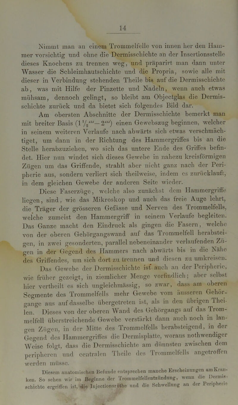 Nimmt man an einem Trommelfelle von innen her den Ham- mer vorsichtig und ohne die Dermisschichte an der Insertionsstelle dieses Knochens zu trennen weg, und präparirt man dann unter Wasser die Sclileimhautschichte itnd die Propria, sowie alle mit dieser in Verbindung stehenden Theile bis auf die Dermisschichte ab, was mit Hilfe der Pinzette und Nadeln, wenn auch etwas mühsam, dennoch gelingt, so bleibt am Objectglas die Dermis- schichte zurück und da bietet sich folgendes Bild dar. Am obersten Abschnitte der Dermisschichte bemerkt man mit breiter Basis (1 '/n'— 2') einen Gewebszug beginnen, welcher in seinem weiteren Verlaufe nach abwärts sieb etwas verschmäch- tiget, um dann in der Richtung des Hammergriffes bis an die Stelle herabzuziehen, wo sich das untere Ende des Griffes befin- det. Hier nun windet sich dieses Gewebe in nahezu kreisförmigen Zügen um das Griffende, strahlt aber nicht ganz nach der Peri- pherie aus, sondern verliert sich theilweise, indem cs zurücklauft, in dem gleichen Gewebe der anderen Seite wieder. Diese Faserzüge, welche also zunächst dem Hammergriffe liegen, sind, wie das Mikroskop und auch das freie Auge lehrt, die Träger der grösseren Gefässe und Nerven des Trommelfells, welche zumeist den Hammergriff in seinem Verlaufe begleiten. Das Ganze macht den Eindruck als gingen die Fasern, welche von der oberen Gehörgangswand auf das Trommelfell herabstei- gen, in zwei gesonderten, parallel nebeneinander verlaufenden Zü- gen in der Gegend des Hammers nach abwärts bis in die Nähe des Griffendes, um sich dort zu trennen und diesen zu umkreisen. Das Gewebe der Dermisschichte ist auch an der Ieriphciic, wie früher gezeigt, in ziemlicher Menge vorfindlich; aber selbst hier vertheilt cs sich ungleichmässig, so zwar, dass am oberen Segmente des Trommelfells mehr Gewebe vom äusseren Gehör- gange aus auf dasselbe übergetreten ist, als in den übrigen Thci- lcn. Dieses von der oberen Wand des Gehörgangs auf das Trom- melfell überstreichende Gewebe verstärkt dann auch noch in lan- gen Zügen, in der Mitte des Trommelfells herabsteigend, in der Gegend des Hammergriffes die Dermisplatte, woraus nothwendigei Weise folgt, dass die Dermisschichte am dünnsten zwischen dem peripheren und centralen Theile des Trommelfells angetroffen werden müsse. Diesem anatomischen Befunde entsprechen manche Erscheinungen am Kran- ken. So sehen wir im Beginne der Trommelfellentzündung, wenn die Dermis- schichte ergriffen ist, die Injectionsröthe und die Schwellung an der Peripherie