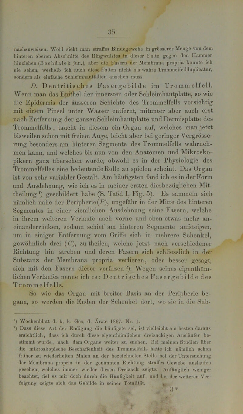 nachzuweisen. Wohl sicht man straffes Bindegewebe in grösserer Menge von dem hinteren oberen Abschnitte dos Ringwulstes in dieser Falte gegen den Hammer hinziehen (Bochdalek jun.), aber die Fasern der Membrana propria konnte ich nie sehen, weshalb ich auch diese Falten nicht als wahre Trommelfollduplieatur, sondern als einfache Schleimhautfalten ansehen muss. D. Dentritisches Fasergebilde im Trommelfell. Wenn man das Epithel der innersten oder Schleimhautplatte, so wie die Epidermis der äusseren Schichte des Trommelfells vorsichtig mit einem Pinsel unter Wasser entfernt, mitunter aber auch erst nach Entfernung der ganzen Schleimhautplatte und Dermisplatte des Trommelfells , taucht in diesem ein Organ auf, welches man jetzt bisweilen schon mit freiem Auge, leicht aber bei geringer Vergrösse- rung besonders am hinteren Segmente des Trommelfells wahrneh- men kann, und welches bis nun von den Anatomen und Mikrosko- pikern ganz übersehen wurde, obwohl es in der Physiologie des Trommelfelles eine bedeutende Rolle zu spielen scheint. Das Organ ist von sehr variabler Gestalt. Am häufigsten fand ich es in derForm und Ausdehnung, wie ich es in meiner ersten diesbezüglichen Mit- theilung ') geschildert habe (S. Tafel I, Fig. 5). Es sammeln sich nämlich nahe der Peripherie(2J), ungefähr in der Mitte des hinteren Segmentes in einer ziemlichen Ausdehnung seine Fasern, welche in ihrem weiteren Verlaufe nach vorne und oben etwas mehr an- einanderriieken, sodann schief am hinteren Segmente aufsteigen, um in einiger Entfernung vom Griffe sich in mehrere Schenkel, gewöhnlich drei (C), zu thcilen, welche jetzt nach verschiedener Richtung hin streben und deren Fasern sich schliesslich in der Substanz der Membrana propria verlieren, oder besser gesagt, sich mit den Fasern dieser verfilzen ”). Wegen seines eigcntlüim- lichen Verlaufes nenne ich es : Dent risch es Fas e r ge b i 1 d e des Trommelfells. So wie das Organ mit breiter Basis an der Peripherie be- gann, so werden die Enden der Schenkel dort, wo sie in die Sub- Wochenblatt, d. k. k. Ges. d. Ärzte 1867. Nr. 1. J) Dass diese Art der Endigung die häufigste sei, ist vielleicht am besten daraus ersichtlich, dass ich durch diese eigenthiimlichen dreizackigen Ausläufer be- stimmt wurde, nach dem Organe weiter zu suchen. Bei meinen Studien über die mikroskopische Beschaffenheit des Trommelfells hatte ich nämlich schon früher zu wiederholten Malen an der bozeichneten Stelle bei der Untersuchung der Membrana propria in der genannten Richtung straffes Gewebe anslaufen gesehen, welches immer wieder diesen Dreizack zeigte. Anfänglich weniger beachtet, fiel es mir doch durch die Häufigkeit auf, und beider weiteren Ver- folgung zeigte sich das Gebilde in seiner Totalität. ^ 3 *