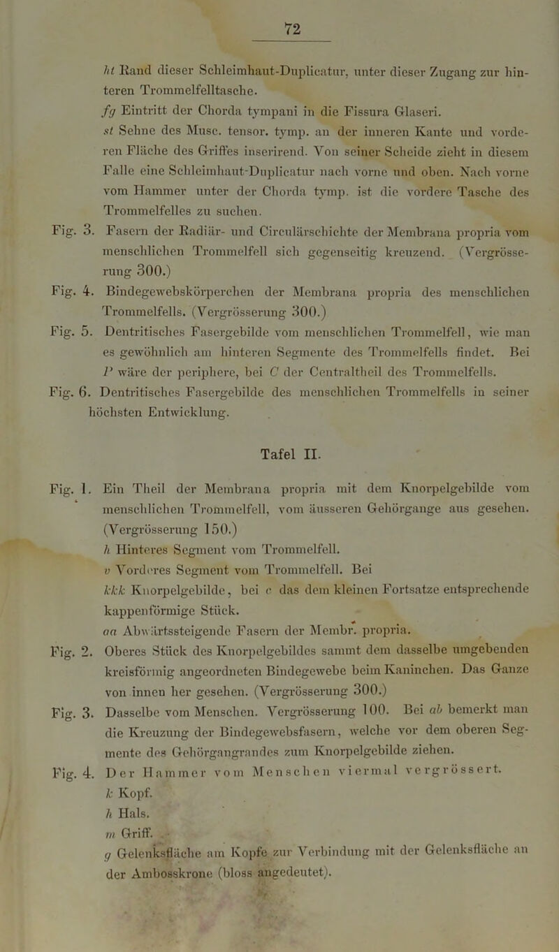 hl Rand dieser Sehleimhaut-Duplicatur, unter dieser Zugang zur hin- teren Trommelfelltasclie. fg Eintritt der Chorda tympani in die Fissura Glaseri. st Sehne des Muse, tensor. tymp. an der inneren Kante und vorde- ren Fläche des Griftes inserirend. Von seiner Scheide zieht in diesem Falle eine Sehleimhaut-Duplicatur nach vorne und oben. Nach vorne vom Hammer unter der Chorda tymp. ist die vordere Tasche des Trommelfelles zu suchen. Fig. 3. Fasern der Radiär- und Circulärachichte der Membrana propria vom menschlichen Trommelfell sich gegenseitig kreuzend. (Vergrösse- rung 300.) Fig. 4. Bindegewebskörperehen der Membrana propria des menschlichen Trommelfells. (Vergrösserung 300.) Fig. 5. Dentritisches Fasergebilde vom menschlichen Trommelfell, wie man es gewöhnlich am hinteren Segmente des Trommelfells findet. Bei P wäre der periphere, bei C der Centraltheil des Trommelfells. Fig. 6. Dentritisches Fasergebilde des menschlichen Trommelfells in seiner höchsten Entwicklung. Tafel II. Fig. 1. Ein Theil der Membrana propria mit dem Knorpelgebilde vom menschlichen Trommelfell, vom äusseren Gehörgange aus gesehen. (Vergrösserung 150.) h Hinteres Segment vom Trommelfell. v Vorderes Segment vom Trommelfell. Bei kkk Knorpelgebilde, bei c das dem kleinen Fortsatze entsprechende kappenförmige Stück. , an Abwärtssteigende Fasern der Membr. propria. Fig. 2. Oberes Stück des Knorpelgebildes sammt dem dasselbe umgebenden kreisförmig angeordneten Bindegewebe beim Kaninchen. Das Ganze von innen her gesehen. (Vergrösserung 300.) Fig. 3. Dasselbe vom Menschen. Vergrösserung 100. Bei ah bemerkt man die Kreuzung der Bindegewebsfasern, welche vor dem oberen Seg- mente dos Gchörgangrandes zum Knorpelgebilde ziehen. Fig. 4. Der Hammer vom Menschen viermal vergrössert. k Kopf. 7i Hals. m Griff. g Gelenksfläche am Kopfe zur Verbindung mit der Gelenksfläche an der Ambosskrone (bloss angedeutet).