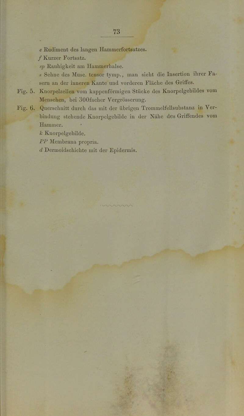 e Rudiment des langen Hammerfortsatzes. / Kurzer Fortsatz. $p Rauhigkeit am Hammerhalse. * Sehne des Muse, tensor tymp., man sieht die Insertion ihrer Fa- sern an der inneren Kante und vorderen Fläche des Griffes. Fig. 5. Knorpelzeilen vom kappeuförmigen Stücke des Kuorpelgebildes vom Menschen, bei 300facher Vergrösserung. Fig. 6. Querschnitt durch das mit der übrigen Trommelfellsubstanz in Ver- bindung stehende Knorpelgebilde in der Nähe des Griffendes vom Hammer. k Knorpelgebilde. PP Membrana propria. d Dermoidschichte mit der Epidermis.