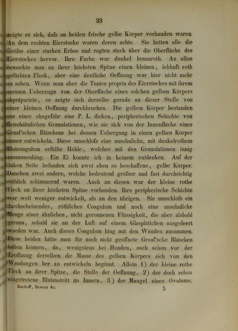 zzeigte es sich, dafs an beiden frische gelbe Körper vorhanden waren. .'An dem rechten Eierstocke waren deren achte. Sie halten alle die CGröfse einer starken Erbse und ragten stark über die Oberfläche des IEierstockes hervor. Ihre Farbe war dunkel braunroth. An allen bbemerkle man an ihrer höchsten Spitze einen kleinen, lebhaft rotli -gefärbten Fleck, aber eine deutliche Oeflnung war hier nicht mehr au sehen. Wenn man aber die Tunica propria des Eierstockes mit ihrem sserüsen Ueberzuge von der Oberfläche eines solchen gelben Körpers ;iabpräparirte, so zeigte sich derselbe gerade an dieser Stelle von reiner kleinen Oeflnung durchbrochen. Die gelben Körper bestanden aaus einer ohngefähr eine P. L. dicken, peripherischen Schichte von llfleischähnlichen Granulationen, wie sie sich von der Innenfläche eines ,<:] Ifiraaf sehen Bläschens bei dessen Uebergang in einen gelben Körper ji ammer entwickeln. Diese umschlofs eine ansehnliche, mit dunkelrothem iBlutcoagulum erfüllte Höhle, welches mit den Granulationen innig Ezusammenhing. Ein Ei konnte ich in keinem entdecken. Auf der 0 flinken Seite befanden sich zwei eben so beschaffene, gelbe Körper. , i iüaneben zwei andere, welche bedeutend gröfser und fast durchsichtig röthlich schimmernd waren. Auch an diesen war der kleine rothe Fleck an ihrer höchsten Spitze vorhanden. Ihre peripherische Schichte jf'vvar weit weniger entwickelt, als an den übrigen. Sie umschlofs ein ,judurchscheinendes, röthliches Coagulum und noch eine ansehnliche '»Menge einer ähnlichen, nicht geronnenen Flüssigkeit, die aber alsbald Kgerann, sobald sie an der Luft auf einem Glasplättchen ausgeleert ,1 worden war. Auch dieses Coagulum hing mit den Wänden zusammen. .JlDiese beiden hätte man für noch nicht geöffnete Graaffsche Bläschen (([‘halten können, da, wenigstens hei Hunden, auch schon vor der ^ i%öffnung derselben die Masse des gelben Körpers sich von den ^'Wandungen her zu entwickeln beginnt. Allein 1) der kleine rolhe ^ Fleck an ihrer Spitze, die Stelle der Oeflnung, 2) der doch schon .Ji ^»getretene Blutaustritt im Innern, 3) der Mangel eines Ovulums, BischofF, Beweis 4c. 5