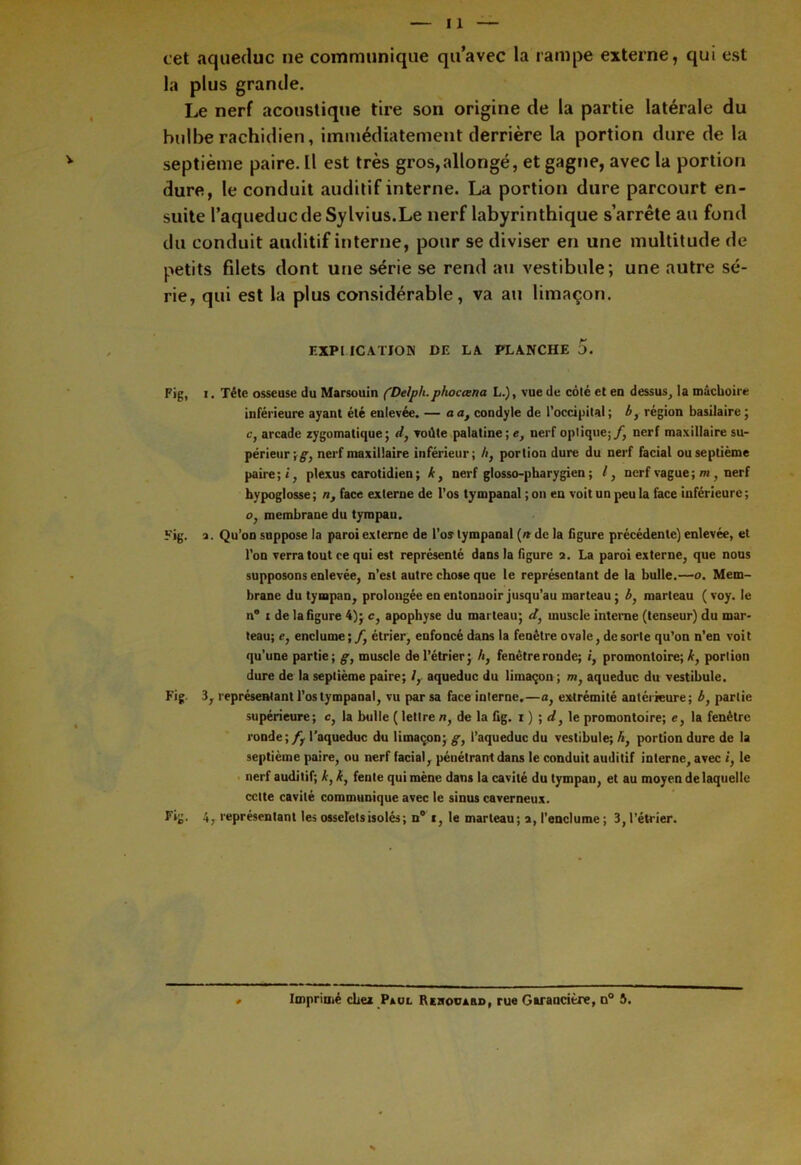 cet aqueduc ne communique qu’avec la rampe externe, qui est la plus grande. Le nerf acoustique tire son origine de la partie latérale du bulbe rachidien, immédiatement derrière la portion dure de la septième paire. Il est très gros,allongé, et gagne, avec la portion dure, le conduit auditif interne. La portion dure parcourt en- suite l’aqueduc de Sylvius.Le nerflabyrinthique s’arrête au fond du conduit auditif interne, pour se diviser en une multitude de petits filets dont une série se rend au vestibule; une autre sé- rie, qui est la plus considérable, va au limaçon. EXPI ICATJON DE LA PLANCHE 5. Fig, i. Tête osseuse du Marsouin fOelph.phoctena L.), vue de côté et eu dessus, la mâchoire inférieure ayant été enlevée. — a a, condyle de l’occipital ; b, région basilaire ; c, arcade zygomatique; d, voûte palatine; e, nerf optique;/, nerf maxillaire su- périeur;^, nerf maxillaire inférieur; h, portion dure du nerf facial ou septième paire;/, plexus carotidien; k} nerf glosso-pharygien ; l, nerf vague; m , nerf hypoglosse ; n, face externe de l’os tympanal ; on en voit un peu la face inférieure ; o, membrane du tympan. Fig. a. Qu’on suppose la paroi externe de l’os tympanal {n de la figure précédente) enlevée, et l’on verra tout ce qui est représenté dans la figure 2. La paroi externe, que nous supposons enlevée, n’est autre chose que le représentant de la bulle.—o. Mem- brane du tympan, prolongée en entonnoir jusqu’au marteau; A, marteau (voy. le n® 1 de la figure 4); c, apophyse du marteau; d} muscle interne (tenseur) du mar- teau; e, enclume; / étrier, enfoncé dans la fenêtre ovale, de sorte qu’on n’en voit qu’une partie; g, muscle de l’étrier; /», fenêtre ronde; i, promontoire; A, portion dure de la septième paire; /, aqueduc du limaçon ; m, aqueduc du vestibule. Fig. 3, représentant l’os tympanal, vu par sa face interne.—a, extrémité antérieure; A, partie supérieure; c, la bulle ( lettre n, de la fig. 1 ) ; d, le promontoire; c, la fenêtre ronde;/ l'aqueduc du limaçon; g, l’aqueduc du vestibule; A, portion dure de la septième paire, ou nerf facial, pénétrant dans le conduit auditif interne, avec », le nerf auditif; k, k, fente qui mène dans la cavité du tympan, et au moyen de laquelle celte cavité communique avec le sinus caverneux. Fig. 4, représentant les osselets isolés ; n° », le marteau; 2, l’enclume ; 3, l’étrier. Imprimé chez Paul Rehoca&d, rue Garaucitre, o° A.