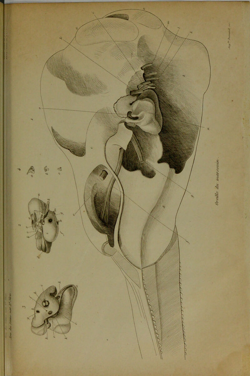 ///// t/fjr Jbùvti' ■ rntr.J ?. fiert*» r ‘ Oreille du mar.roiun