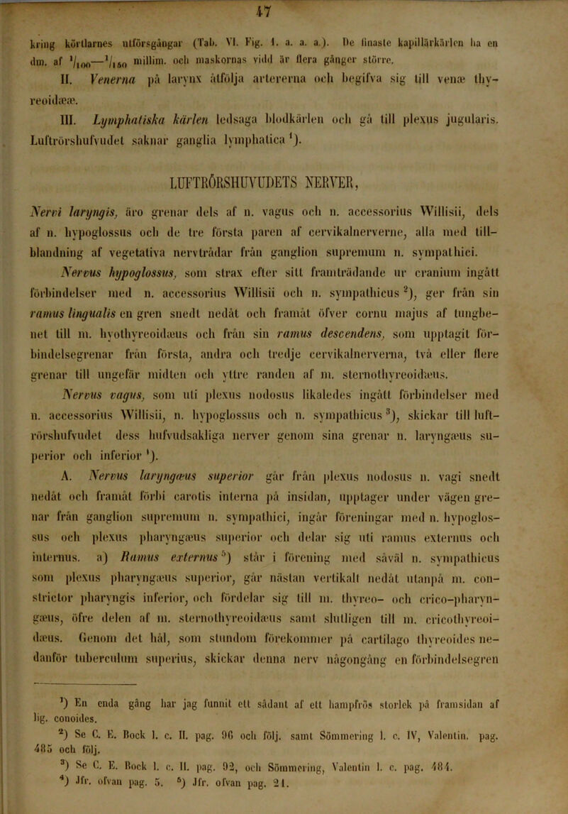 kring körllarnes ulförsgångar (Tak. VI. Fig. I. a. a. a.). De linaslc kapillärkårlen lia en dm. af '/ioo—Viso niillim. ocli maskornas vidd är liera gånger större. II. Venerna på larynx åtfölja artererna och begifva sig Ull vente thy- reoidae®. III. Lymphatiska kärlen ledsaga blodkärlen ocli gå till plexus jugularis. Luftrörshufvudet saknar ganglia lymphatiea LUFTRÖRSHUYUDETS NERVER, Nervi laryngis, äro grenar dels af n. vagns ocli n. accessorius Willisii, dels af n. bypoglossus ocli de tre första paren af cervikalnerverne, alla med till- blandning af vegetativa nervtrådar från ganglion suprenium n. sympatbici. Nervus hypoglossus, som strax efter sill framträdande ur cranium ingått förbindelser med n. accessorius Willisii och n. syuipathicus* 2J, ger från sin ramus lingualis en gren snedi nedåt och framåt öfver cornu majus af tungbe- net till m. hyothyreoidams och från sin ramus descendens, som upptagit för- bindelsegrenar från första, andra och tredje cervikalnerverna, två eller flere grenar till ungefär midten och yttre randen af m. sternothyreoidums. Nervus vagus, som uti plexus nodosus likaledes ingått förbindelser med n. accessorius Willisii, n. hypoglossus och n. sympathieus3), skickar till luft- rörshufvudet dess hufvudsakliga nerver genom sina grenar n. laryngwus su- perior och inferior *J. A. Nervus laryngams superior går från plexus nodosus n. vagi snedt nedåt och framåt förbi carotis interna på insidan, upptager under vägen gre- nar från ganglion suprenium n. sympatbici, ingår föreningar med n. hypoglos- sus ocli plexus pharyngaeus sujierior och delar sig uti ramus externus och internus. a) Ramus externusr>) står i förening med såväl n. sympathieus som plexus pharyngteus superior, går nästan vertikali nedåt utanpå m. con- strictor pharyngis inferior, och fördelar sig till m. thvreo- ocli crico-pharvn- gams, öfre delen af m. sternolhyreoidauis samt slutligen till m. cricothyreoi- dffius. Genom det hål, som stundom förekommer på cartilago tbyreoides ne- danför tuberculum superius, skickar denna nerv någongång en förbindelsegren ’) En enda gång liar jag funnit cll sådant af ett liampfrös storlek på framsidan af lig. conoides. 2) Se C. E. Rock 1. c. II. pag. 9G ocli följ. samt Summering I. c. IV, Valentin, pag. 485 ocli följ. 3) Se C. E. Rock 1. c. II. pag. 92, ocli Sönnnering, Valentin I. c. pag. 484. *) Jfr. ofvan pag. 5. ö) Jfr. ofvan pag. 21.