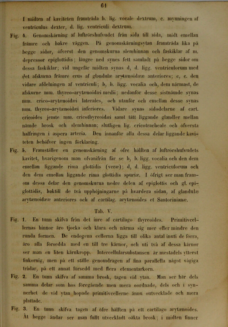 I raid ten af kavitelen framträda lt. lig. vocale dextrum, c. mynningen af ventriculus dextcr, d. lig. ventriculi dextrum. Fig. 4. Genomskärning af luftrörshufvudet från sida till sida, midl emellan främre och bakre väggen. l*ä genomskärningsytan framträda lika på begge sidor, öfverst den genomskurna slemhinnan och faskiklar af m. depressor epiglottidis; längre ned synes fett samlad t på begge sidor om dessa faskiklar; vid ungefär midten synas d, d. ligg. ventriculoruin med det afskurna främre crus af glanduhe arytaninidaiae anteriores; c, c. den vidare afdelningen af ventriculi; b, I*. ligg. vocalia och, dem närmast, de afskurne mm. thyreo-arytamonhei medii; nedanför desse sistnämde synas mm. crico-arytamoidan lalerales, och utanför och emellan desse synas mm. Ihyreo-arytienoidiei inferiores. Vidare synas sidodelarne af cart. cricoides jemte mm. cricothyreoidaei samt tätt liggande glandler mellan nämde brosk och slemhinnan; slutligen lig. cricotracheale och öfversta halfringen i aspera arteria. Den innanför alla dessa delar liggande kavi- teten behöfver ingen förklaring. Fig. 5. Framställer en genomskärning af öfre hälften af luftrörshufvudels kavitet, hvarigenom man ofvanifrån får se b, lt. ligg. vocalia och den dem emellan liggande rima glott idis (verai); d, d. ligg. ventriculorum och den dem emellan liggande rima glottidis spuriae. I öfrigt ser man fram- om dessa delar den genomskurna nedre delen af epiglottis och gl. epi- glottidis, baktill de två upphöjningarne på hvardera sidan, af glanduhe arytamoidacae anteriores och af cartilag. a rytaen oides et Santorinianae. Tal). V. Fig. 1. En tunn skifva från det inre af cartilago thyreoides. Primitivcel- lernas hinnor äro tjocka och klara och närma sig mer eller mindre den runda formen. De endogena cellerna ligga till olika antal inuti de förra, äro alla försedda med en till tre kärnor, och uti två af dessa kärnor ser man en liten kärnkropp. Intercellularsubstansen är mestadels ytterst finkornig, men på ett ställe genomdragen af fina parallella något vågiga trådar, på ett annat försedd med flera elemenlai*korn. Fig. 2. En tunn skifva af samma brosk, tagen vid ytan. Man ser här dels samma delar som hos föregående men mera oordnade, dels och i syn- nerhet de vid ytan hopade primitivcellerne ännu outvecklade och mera plattade. Fig. 3. En tunn skifva tagen af öfre hälften på ett cartilago arylamoides. At begge ändar ser man fullt utveckladt oäkta brosk; i midten finner