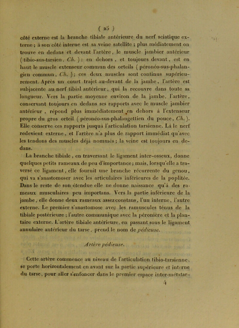 ( ) côté externe est la branche tibiale antérieure du nerf sciatique ex- terne ; à son côté interne est sa veine satellite ; plus médiatement on trouve en dedans et devant l’artère, le muscle jambier antérieur ( tibio-sus-tarsien , Ch. ) ; en dehors , et toujours devant, est en haut le muscle extenseur commun des orteils ( péro néo-su s-phalan- gien commun, Ch. ) ; ces deux muscles sont continus supérieu- rement. Après un court trajet au-devant de la jambe, l’artère est subjacente au nerf tibial antérieur, qui la recouvre dans toute sa longueur. Vers la partie moyenne environ de la jambe, l’artère, conservant toujours en dedans ses rapports avec le muscle jambier antérieur , répond plus immédiatement #en dehors à l’extenseur propre du gros orteil ( péronéo-sus-phalangellien du pouce, Ch.). Elle conserve ces rapports jusquà l’articulation tarsienne. Là le nerf redevient externe, et l’artère n’a plus de rapport immédiat qu’avec les tendons des muscles déjà nommés ; la veine est toujours en de- dans. La branche tibiale, en traversant le ligament inter-osseux, donne quelques petits rameaux de peu d’importance; mais, lorsqu’elle a tra- versé ce ligament, elle fournit une branche récurrente du genou, qui va s’anastomoser avec les articulaires inférieures de la poplitée. Dans le reste de son étendue elle ne donne naissance qu’à des ra- meaux musculaires peu importans. Vers la partie inférieure de la jambe, elle donne deux rameaux assezconstans, l’un interne, l’autre externe. Le premier s’anastomose avec les ramuscules ténus de la tibiale postérieure ; l’autre communique avec la péronière et la plan- taire externe. L’artère tibiale antérieure, en passant sous le ligament annulaire antérieur du tarse , prend le nom de pédieuse,. Ai'tère pédieuse. Cette artère commence au niveau de l’articulation f ibio-tarsienne. se porte horizontalement en avant sur la partie supérieure et interne du tarse, pour aller s’enfoncer dans le premier espace inter-métatar-