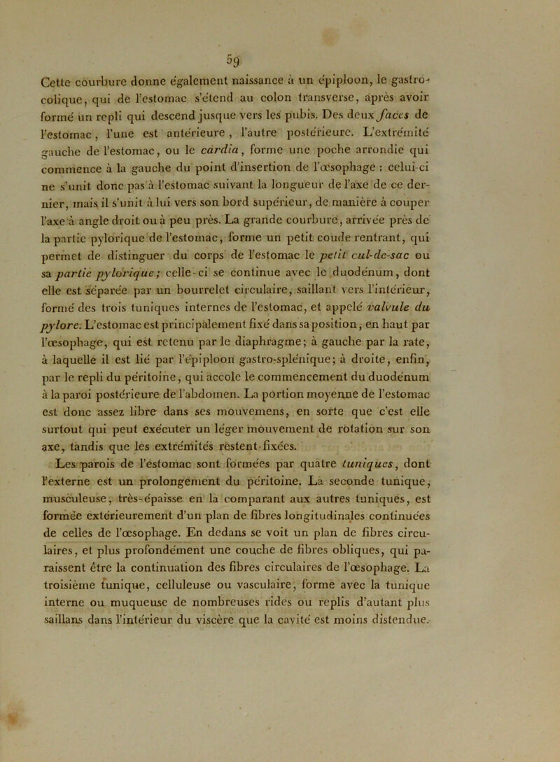 Cette courbure donne egalement naissance à un épiploon, le gastro- colique, qui de l’estomac s’étend au colon transverse, après avoir forme un repli qui descend jusque vers les pubis. Des deux faces de l’estomac, l’une est anterieure , l’autre postérieure. L’extrémité gauche de l’estomac, ou le cardia, forme une poche arrondie qui commence à la gauche du point d’insertion de l’œsophage : celui-ci ne s’unit donc pas à l’estomac suivant la longueur de l’axe de ce der- nier, mais il s’unit à lui vers son bord supérieur, de manière à couper l’axe à angle droit ou à peu près. La grande courbure, arrivée près de la partie pylorique de l’estomac, forme un petit coude rentrant, qui permet de distinguer du corps de l’estomac le petit cul-de-sac ou sa partie pylorique ; celle-ci se continue avec le duodénum, dont elle est séparée par un bourrelet circulaire, saillant vers l’intérieur, formé des trois tuniques internes de l’estomac, et appelé valvule du pylore; L’estomac est principalement fixé dans sa position, en haut par l’œsophage, qui est retenu parle diaphragme; à gauche par la rate, à laquelle il est lié par l’épiploon gastro-splénique; à droite, enfin, par le repli du péritoine, qui accole le commencement du duodénum à la paroi postérieure de l'abdomen. La portion moyenne de l’estomac est donc assez libre dans ses mouvemens, en sorte que c’est elle surtout qui peut exécuter un léger mouvement de rotation sur son axe, tandis que les extrémités restent-fixées. Les parois de l’estomac sont formées par quatre tuniques, dont l’externe est un prolongement du péritoine. La seconde tunique, musculeuse, très-épaisse en la comparant aux autres tuniques, est formée extérieurement d’un plan de fibres longitudinales continuées de celles de l’œsophage. En dedans se voit un plan de fibres circu- laires, et plus profondément une couche de fibres obliques, qui pa- raissent être la continuation des fibres circulaires de l’œsophage. La troisième tunique, celluleuse ou vasculaire, forme avec la tunique interne ou muqueuse de nombreuses rides ou replis d’autant plus saillans dans l’intérieur du viscère que la cavité est moins distendue.
