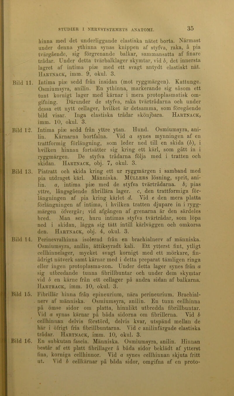 hinna med det underliggande elastiska nätet borta. Närmast under denna ythinna synas knippen af styfva, raka, a pia tvärgående, sig förgrenande balkar, sammansatta af finare trådar. Under detta tvärbalklager skymtar, vid b, det innersta lagret af intima piae med ett svagt antydt elastiskt nät. Hartnack, imm. 9, okul. 3. Bild 11. Intima pim sedd från insidan (mot ryggmärgen). Kattunge. Osmiumsyra, anilin. En ythinna, markerande sig såsom ett tunt kornigt lager med kärnar i mera protoplasmatisk om- gifning. Därunder de styfva, raka tvärtrådarna och under dessa ett nytt cellager, hvilket är detsamma, som föregående bild visar. Inga elastiska trådar skönjbara. Hartnack, imm. 10, okul. 3. Bild 12. Intima pue sedd från yttre ytan. Hund. Osmiumsyra, ani- lin. Kärnarna bortfalna. Vid a synes mynningen af en trattformig förlängning, som leder ned till en skida (b), i hvilken hinnan fortsätter sig kring ett kärl, som gått in i ryggmärgen. De styfva trådarna följa med i tratten och skidan. Hartnack, obj. 7, okul. 3. Bild 13. Piatratt och skida kring ett ur ryggmärgen i samband med pia utdraget kärl. Människa. Mullers lösning, sprit, ani- lin. a, intima piae med de styfva tvärtrådarna, b, pias yttre, långsgående fibrillära lager, c, den trattformiga för- längningen af pia kring kärlet d. Vid e den mera platta förlängningen af intima, i hvilken tratten djupare in i rygg- märgen öfvergår; vid afgången af grenarna är den särdeles bred. Man ser, huru intimas styfva tvärtrådar, som löpa ned i skidan, lägga sig tätt intill kärlväggen och omkorsa den. Hartnack, obj. 4, okul. 3. Bild 14. Perinevralhinna isolerad från en brachialnerv af människa. Osmiumsyra, anilin, ättiksyradt kali. Ett ytterst fint, ytligt cellhinnelager, mycket svagt kornigt med ett mörkare, fin- ädrigt nätverk samt kärnar med i detta preparat tämligen ringa eller ingen protoplasma-zon. Under detta lager synes från a sig utbredande tunna fibrillbuntar och under dem skymtar vid b en kärue från ett cellager på andra sidan af balkarna. Hartrack, imm. 10, okul. 3. Bild 15. Fibrillär hinna från epineurium, nära perineurium. Brachial- . nerv af människa. Osmiumsyra, anilin. En tunn cellhinna på ömse sidor om platta, hinulikt utbredda fibrillbuntar. Vid a synas kärnar på båda sidorna om fibrillerna. Vid b cellhinnan delvis förstörd, delvis kvar, utspänd mellan de här i öfrigt fria fibrillbuntarna. Vid c anilinfärgade elastiska trådar. Hartnack, imm. 10, okul. 3. Bild 16. En subkutan fascia. Människa. Osmiumsyra, anilin. Hinnan består af ett platt fibrillager å båda sidor beklädt af ytterst fina, korniga cellhinnor. Vid a synes cellhinnan skjuta fritt ut. Vid b cellkärnar på båda sidor, oragifna af en proto-
