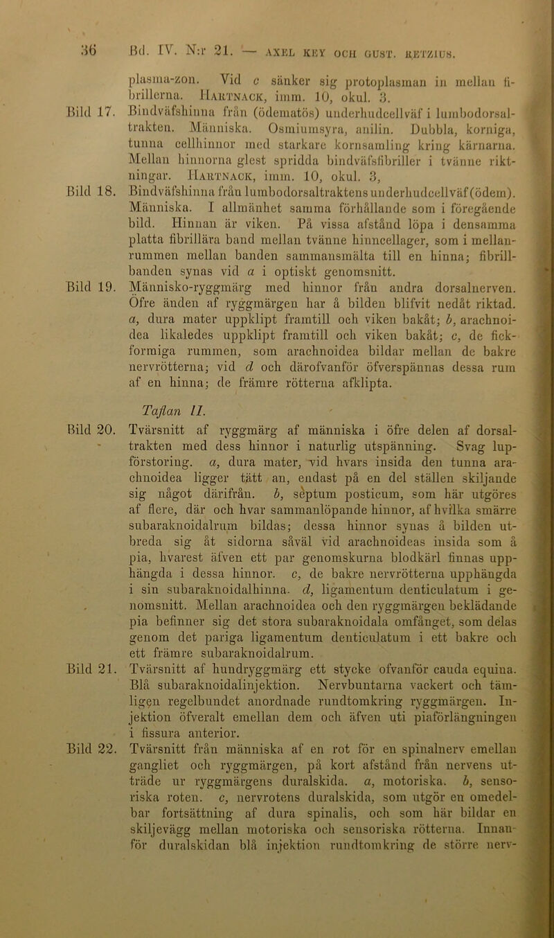 Bild 17. Bild 18. Bild 19. Bild 20. Bild 21. Bild 22. plasma-zon. Yid c sänker sig protoplasman in mellan fi- brillerna. Haiitnack, imrn. 10, okul. 3. Bindväfshinna Iran (ödematös) underhudcellväf i lumbodorsal- trakten. Människa. Osmiumsyra, anilin. Dubbla, korniga, tunna cellhinnor med starkare kornsamling kring kärnarna. Mellan hinnorna glest spridda bindväfsfibriller i tvänne rikt- ningar. Hartnack, imm. 10, okul. 3, Bindväfshinna från lumbodorsaltraktens underhudcellväf (ödem). Människa. I allmänhet samma förhållande som i föregående bild. Hinnan är viken. På vissa afstånd löpa i densamma platta fibrillära band mellan tvänne hinncellager, som i mellan- rummen mellan banden sammansmälta till en hinna; fibrill- banden synas vid a i optiskt genomsnitt. Människo-ryggmärg med hinnor från andra dorsalnerven. Ofre änden af ryggmärgen har å bilden blifvit nedåt riktad. a, dura mater uppklipt framtill och viken bakåt; b, arachnoi- dea likaledes uppklipt framtill och viken bakåt; c, de fick- formiga rummen, som arachnoidea bildar mellan de bakre nervrötterna; vid cl och därofvanför öfverspännas dessa rum af en hinna; de främre rötterna afklipta. Taflan 11. Tvärsnitt af ryggmärg af människa i öfre delen af dorsal- trakten med dess hinnor i naturlig utspänning. Svag lup- förstoring. a, dura mater, vid hvars insida den tunna ara- chnoidea ligger tätt an, endast på en del ställen skiljande sig något därifrån. b, séptum posticum, som här utgöres af flere, där och hvar sammanlöpande hinnor, af hvilka smärre subaraknoidalrum bildas; dessa hinnor synas å bilden ut- breda sig åt sidorna såväl vid arachnoideas insida som å pia, hvarest äfven ett par genomskurna blodkärl finnas upp- hängda i dessa hinnor, c, de bakre nervrötterna upphängda i sin subaraknoidalhinna. cl, ligamentum denticulatum i ge- nomsnitt. Mellan arachnoidea och den ryggmärgen beklädande pia befinner sig det stora subaraknoidala omfånget, som delas genom det pariga ligamentum denticulatum i ett bakre och ett främre subaraknoidalrum. Tvärsnitt af hundryggmärg ett stycke ofvanför cauda equina. Blå subaraknoidalinjektion. Nervbuntarna vackert och täm- ligen regelbundet anordnade rundtomkring ryggmärgen. In- jektion öfveralt emellan dem och äfven uti piaförlängningen i fissura anterior. Tvärsnitt från människa af en rot för en spinalnerv emellan gangliet och ryggmärgen, på kort afstånd från nervens ut- träde ur ryggmärgens duralskida. a, motoriska, b, senso- riska roten, c, nervrotens duralskida, som utgör en omedel- bar fortsättning af dura spinalis, och som här bildar en skiljevägg mellan motoriska och sensoriska rötterna. Innan- för duralskidan blå injektion rundtomkring de större nerv-