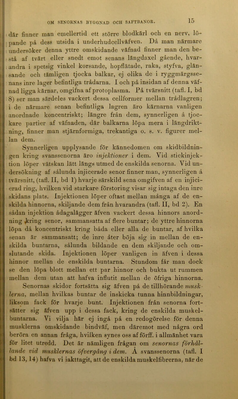 där finner inan emellertid ett större blodkärl och en nerv, lö- pande på dess utsida i iinderhudcellväfven. Då inan närmare undersöker denna yttre omskidande väfnad finner man den be- stå af tvärt eller snedt emot senans längdaxel gående, hvar- . andra i spetsig vinkel korsande, hopflätade, raka, styfva, glän- sande och tämligen tjocka balkar, ej olika de i ryggmärgsse- nans inre lager befintliga trådarna. I och på insidan af denna väf- nad ligga kärnar, omgifna af protoplasma. På tvärsnitt (tafl. I, bd 8) ser man särdeles vackert dessa cellformer mellan trådlagren; i de närmare senan befintliga lagren äro kärnarna vanligen anordnade koncentriskt; längre från dem, synnerligen å tjoc- kare partier af väfnaden, där balkarna löpa mera i längdrikt- ning, finner man stjärnformiga, trekantiga o. s. v. figurer mel- lan dem. Synnerligen upplysande för kännedomen om skidbildnin- gen kring svanssenorna äro injektioner i dem. Vid stickinjek- tion löper vätskan lätt längs utmed de enskilda senorna. Vid un- dersökning af sålunda injicerade senor finner man, synnerligen å tvärsnitt, (tafl. II, bd 1) hvarje särskild sena omgifven af en injici- erad ring, hvilken vid starkare förstoring visar sig intaga den inre skidans plats. Injektionen löper oftast mellan många af de en- skilda hinnorna, skiljande dem från hvarandra (tafl. II, bd 2). En sådan injektion ådagalägger äfven vackert dessa hinnors anord- ning »kring senor, sammansatta af flere buntar; de yttre hinnorna löpa då koncentriskt kring båda eller alla de buntar, af hvilka senan är sammansatt; de inre åter böja sig in mellan de en- skilda buntarna, sålunda bildande en dem skiljande och om- slutande skida. Injektionen löper vanligen in äfven i dessa hinnor mellan de enskilda buntarna. Stundom får man dock se den löpa blott mellan ett par hinnor och bukta ut rummen mellan dem utan att hafva influtit mellan de öfriga hinnorna. Senornas skidor fortsätta sig äfven på de tillhörande mttsÄ- terna, mellan hvilkas buntar de inskicka tunna hinnbildningar, liksom fack för hvarje bunt. Injektionen från senorna fort- sätter sig äfven upp i dessa fack, kring de enskilda muskel- buntarna. Vi vilja här ej ingå på en redogörelse för denna musklerna omskidande bindväf, men däremot med några ord beröra en annan fråga, hvilken synes oss af förff. i allmänhet vara för litet utredd. Det är nämligen frågan om senornas förhål- lande vid musklernas öfvergång i dem. A svanssenorna (tafl. I bd 1.3, 14) hafva vi iakttagit, att de enskilda muskelfibrerna, närde