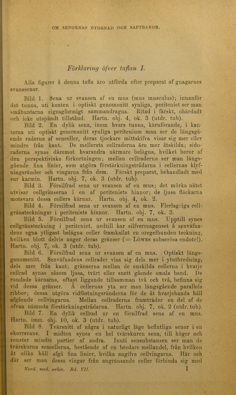 FörMaring öfver taflan I. r 1 Alla figurer å denna tafia äro utförda efter preparat af guagarnes I svaussenor. j Bild 1. Sena ur svansen af en mus (mus musculus); innanför det tunna, uti kanten i optiskt genomsnitt synliga, periteniet ser man småbuntarna zigzagformigt sammandragna, llitad i färskt, ohärdadt och icke utspändt tillstånd. Hartn. obj. 4, ok. 3 (utdr. tub). Bild 2. En dylik sena, inom hvars tunna, kärnförande, i kan- terna uti optiskt genomsnitt synliga peritenium man ser de längsgå- ende raderna af senceller, deras tjockare mittskifva visar sig mer eller mindre från kant. De mellersta cellraderna äro mer åtskilda; sido- raderna synas däremot hvarandra närmare belägna, hvilket beror af den perspektiviska förkortningen; mellan cellraderna ser man längs- gående fina linier, som utgöra förstärkningstrådarna i cellernas klyf- ningsräuder och vingarna från dem. Färskt preparat, behandladt med sur karmin. Hartn. obj. 7, ok. 3 (utdr. tub). Bild 3. Försilfrad sena ur svansen af en mus; det mörka nätet utvisar cellgränserna i en af periteniets hinnor; de ljusa fläckarna motsvara dessa cellers kärnar. Hartn. obj. 4, ok. 2. Bild 4. Försilfrad sena ur svansen af en mus. Flerlagriga cell- I gränsteckningar i periteniets hinnor. Hartn. obj. 7, ok. 3. Bild 5. Försilfrad sena ur svansen af en mus. Upptill synes cellgränsteckuing i periteniet, nedtill har silfverreagenset å senväfna- dens egna ytligast belägna celler framkallat en oregelbunden teckning, hvilken blott delvis anger deras gränser (= Löwes snbserösa endotel). Hartn. obj. 7, ok. 3 (utdr. tub). Bild 6. Försilfrad sena ur svansen af en mus. , Optiskt längs- genomsnitt. Senväfnadeus cellrader visa sig dels mer i ytutbredning, dels mer från kant; gränserna mellan de enskilda cellerna i hvarje cellrad synas såsom ljusa, tvärt eller snett gående smala band. De rundade kärnarna, oftast liggande tillsamman två och två, befinna sig vid dessa gränser. A cellernas yta ser man längsgående parallela ribbor; dessa utgöra vidfästningsränderna för de åt hvarjehanda håll afgående cellvingarna. Mellan cellraderna framträder en del af de ofvan nämnda förstärkningstrådarna. Hartn. obj. 7, ok. 2 (utdr. tub). Bild 7. En dylik cellrad ur en försilfrad sena af en mus. H Hartn. imm. obj. 10, ok. 3 (utdr. tub). H Bild 8. Tvärsnitt af några i naturligt läge befintliga senor i en H ekorrsvans. I midten synes en hel tvärskuren sena, till höger och H venster mindre partier af andra. Inuti sensubstansen ser man de y tvärskurna sencellerna, bestående af en bredare mellandel, från hvilken åt olika håll afgå fina linier, hvilka angifva cellvingarna. Här och där ser man dessa vingar från angränsande celler förbinda sig med