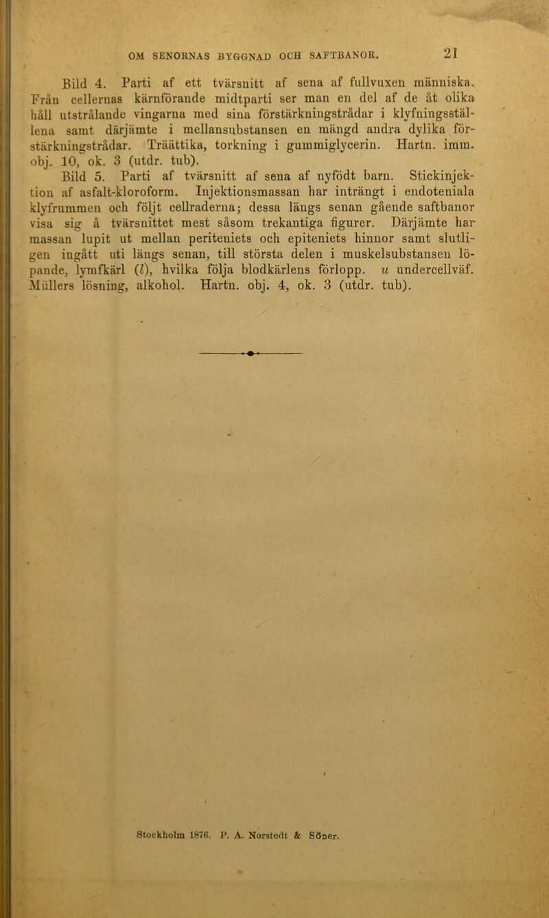 Bild 4. Parti af ett tvärsnitt af sena af fullvuxen människa. Prån cellernas kärnförande midtparti ser man en del af de åt olika håll utstrålande vingarna med sina förstärkningstrådar i klyfningsstäl- lena samt därjämte i mellansubstansen en mängd andra dylika för- stärkningstrådar, Träättika, torkning i gummiglycerin. Hartn. imm. obj. 10, ok. 3 (utdr. tub). Bild 5. Parti af tvärsnitt af sena af nyfödt barn. Stickinjek- tion af asfalt-kloroform. Injektionsmassan har inträngt i endoteniala klyfruramen och följt cellraderna; dessa längs senan gående saftbanor visa sig å tvärsnittet mest såsom trekantiga figurer. Därjämte har massan lupit ut mellan periteniets och epiteniets hinnor samt slutli- gen ingått uti längs senan, till största delen i muskelsubstansen lö- pande, lymfkärl (Z), hvilka följa blodkärlens förlopp, u undercellväf. Mullers lösning, alkohol. Hartn. obj. 4, ok. 3 (utdr. tub). Stockholm 1876. P. A. Norstedt & Söner.