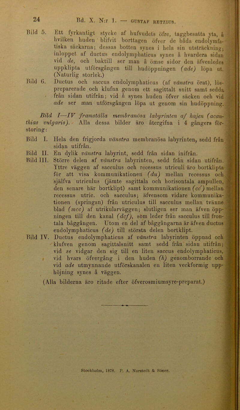 Bild 5. Ett fyrkantigt stycke al liufvudets öfre, taggbesatta yta, å h vilken huden blifvit borttagen öfver de båda endolymfa- tiska säckarna; dessas botten synes i hela sin utsträckning; inloppet af duetus endolyinphaticus synes å hvardera sidan vid de, och baktill ser man å ömse sidor den äfvenledcs uppklipta utförsgången till hudöppningen (ade) löpa ut. (Naturlig storlek.) Bild G. Duetus och saccus endolyinphaticus (af vänstra örat), lös- preparerade och klufna genom ett sagittalt snitt samt sedda från sidan utifrån; vid h synes huden öfver säcken och vid ade ser man utförsgången löpa ut genom sin hudöppning. Bild T—IV framställa membranösa labyrinten af hajen (acan~ thias vulgaris). Alla dessa bilder äro återgifna i 4 gångers för- storing: Bild I. Hela den frigjorda vänstra membranösa labyrinten, sedd från sidan utifrån. Bild II. En dylik vänstra labyrint, sedd från sidan inifrån. Bild III. Större delen af vänstra labyrinten, sedd från sidan utifrån. Yttre väggen af sacculus och recessus utrieuli äro bortklipta för att visa kommunikationen (du) mellan recessus och själfva utrieulus (jämte sagittala och horisontala ampullen, den senare här bortklipt) samt kommunikationen (cc) mellan recessus utric. och sacculus; äfvensom vidare kommunika- tionen (springan) från utrieulus till sacculus mellan tvänne blad (mcc) af utrikularväggen; slutligen ser man äfven öpp- ningen till den kanal (def), som leder från sacculus till fron- tala båggången. Utom en del af båggångarna är äfven duetus endolyinphaticus (de) till största delen bortklipt. Bild IV. Duetus endolymphatieus af vänstra labyrinten öppnad och klufven genom sagittalsnitt samt sedd från sidan utifrån; vid se vidgar den sig till en liten saccus endolymphatieus, vid hvars öfvergång i den huden (h) genomborrande och vid ade utmynnande utförskanalen en liten veckformig upp- höjning synes å väggen. (Alla bilderna äro ritade efter öfverosmiumsyre-preparat.) Stockholm, 1878. P. A. Norstedt, i Söner.