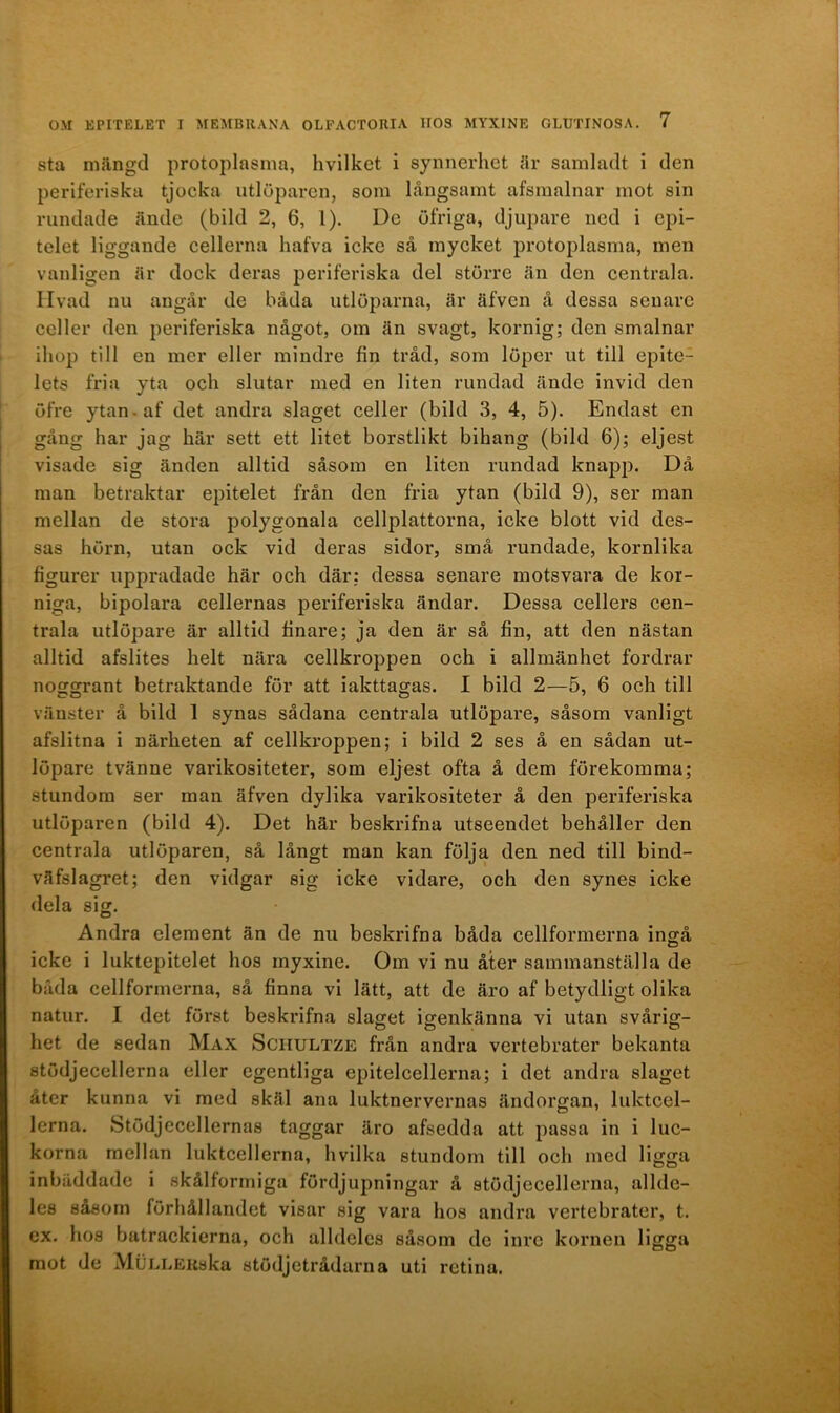 sta mängd protoplasma, hvilket i synnerhet är samladt i den periferiska tjocka utlöparen, som långsamt afsmalnar mot sin rundade ände (bild 2, 6, 1). De öfriga, djupare ned i epi- telet liggande cellerna hafva icke så mycket protoplasma, men vanligen är dock deras periferiska del större än den centrala. Hvad nu angår de båda utlöparna, är äfven å dessa senare celler den periferiska något, om än svagt, kornig; den smalnar ihop till en mer eller mindre fin tråd, som löper ut till epite- lets fria yta och slutar med en liten rundad ände invid den öfre ytan-af det andra slaget celler (bild 3, 4, 5). Endast en gång har jag här sett ett litet borstlikt bihang (bild 6); eljest visade sig änden alltid såsom en liten rundad knapp. Då man betraktar epitelet från den fria ytan (bild 9), ser man mellan de stora polygonala cellplattorna, icke blott vid des- sas hörn, utan ock vid deras sidor, små rundade, kornlika figurer uppradade här och där: dessa senare motsvara de kor- niga, bipolara cellernas periferiska ändar. Dessa cellers cen- trala utlöpare är alltid finare; ja den är så fin, att den nästan alltid afslites helt nära cellkroppen och i allmänhet fordrar noggrant betraktande för att iakttagas. I bild 2—5, 6 och till vänster å bild 1 synas sådana centrala utlöpare, såsom vanligt afslitna i närheten af cellkroppen; i bild 2 ses å en sådan ut- löpare tvänne varikositeter, som eljest ofta å dem förekomma; stundom ser man äfven dylika varikositeter å den periferiska utlöparen (bild 4). Det här beskrifna utseendet behåller den centrala utlöparen, så långt man kan följa den ned till bind- väfslagret; den vidgar sig icke vidare, och den synes icke dela sig. Andra element än de nu beskrifna båda cellformerna ing-å icke i luktepitelet hos inyxine. Om vi nu åter sammanställa de båda cellformerna, så finna vi lätt, att de äro af betydligt olika natur. I det först beskrifna slaget igenkänna vi utan svårig- het de sedan Max Sciiultze från andra vertebrater bekanta stödjecellerna eller egentliga epitelcellerna; i det andra slaget åter kunna vi med skäl ana luktnervernas ändorgan, luktcel- lerna. Stödjecellernas taggar äro afsedda att passa in i luc- korna mellan luktcellerna, hvilka stundom till och med ligga inbäddade i skålformiga fördjupningar å stödjecellerna, allde- les såsom förhållandet visar sig vara hos andra vertebrater, t. ex. hos batrackierna, och alldeles såsom de inre kornen ligga mot de MuLLEKska stödjetrådarna uti retina.