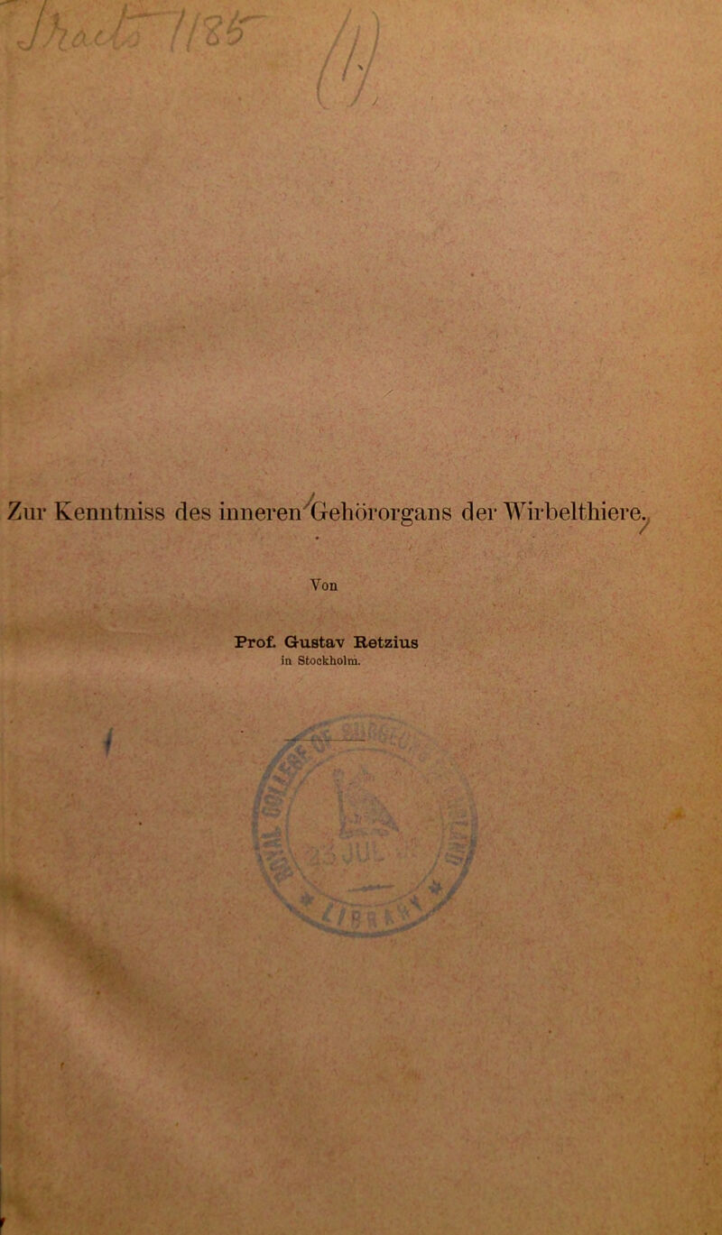 Zur Kenntniss des inneren ^Gehörorgans der Wirbel thiere. Von . ^ - * ■. j . . * • 1 . /■ . v , - .1 Prof. Gustav Itetzius in Stockholm.