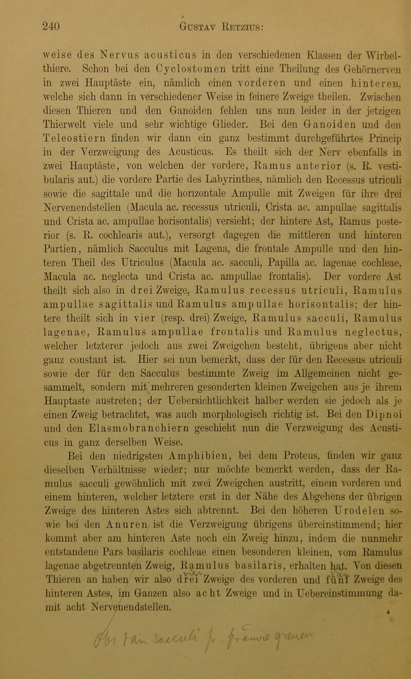 weise des Nervus acusticus in den verschiedenen Klassen der Wirbel - tliiere. Schon hei den Cyclostomen tritt eine Theilung des Gehörnerven in zwei Hauptäste ein, nämlich einen vorderen und einen hinteren, welche sich dann in verschiedener Weise in feinere Zweige theilen. Zwischen diesen Thieren und den Ganoiden fehlen uns nun leider in der jetzigen Thierwelt viele und sehr wichtige Glieder. Bei den Ganoiden und den Teleostiern finden wir dann ein ganz bestimmt durchgeführtes Princip in der Verzweigung des Acusticus. Es theilt sich der Nerv ebenfalls in zwei Hauptäste, von welchen der vordere, Ramus anterior (s. R. vesti- bularis aut.) die vordere Partie des Labyrinthes, nämlich den Recessus utriculi sowie die sagittale und die horizontale Ampulle mit Zweigen für ihre drei Nervenendstellen (Macula ac. recessus utriculi, Crista ac. ampullae sagittalis und Crista ac. ampullae horisontalis) versieht; der hintere Ast, Ramus poste- rior (s. R. cochlearis aut.), versorgt dagegen die mittleren und hinteren Partien, nämlich Sacculus mit Lagena, die frontale Ampulle und den hin- teren Theil des Utriculus (Macula ac. sacculi, Papilla ac. lagenae cochleae, Macula ac. neglecta und Crista ac. ampullae frontalis). Der vordere Ast theilt sich also in drei Zweige, Ramulus recessus utriculi, Ramulus ampullae sagittalis und Ramulus ampullae horisontalis; der hin- tere theilt sich in vier (resp. drei) Zweige, Ramulus sacculi, Ramulus lagenae, Ramulus ampullae frontalis und Ramulus neglectus, welcher letzterer jedoch aus zwei Zweigehen besteht, übrigens aber nicht ganz constant ist. Hier sei nun bemerkt, dass der für den Recessus utriculi sowie der für den Sacculus bestimmte Zweig im Allgemeinen nicht ge- sammelt, sondern mit) mehreren gesonderten kleinen Zweigehen aus je ihrem Hauptaste austreten; der Uebersichtlichkeit halber werden sie jedoch als je einen Zweig betrachtet, was auch morphologisch richtig ist. Bei den Dipnoi und den Elasmobranchiern geschieht nun die Verzweigung des Acusti- cus in ganz derselben Weise. Bei den niedrigsten Amphibien, bei dem Proteus, linden wir ganz dieselben Verhältnisse wieder; nur möchte bemerkt werden, dass der Ra- mulus sacculi gewöhnlich mit zwei Zweigehen austritt, einem vorderen und einem hinteren, welcher letztere erst in der Nähe des Abgehens der übrigen Zweige des hinteren Astes sich abtrennt. Bei den höheren TT rode len so- wie bei den Anuren ist die Verzweigung übrigens übereinstimmend; hier kommt aber am hinteren Aste noch ein Zweig hinzu, indem die nunmehr entstandene Pars basilaris cochleae einen besonderen kleinen, vom Ramulus lagenae abgetrennten Zweig, Ramulus basilaris, erhalten hat. Von diesen Thieren an haben wir also drei' Zweige des vorderen und fünf Zweige des hinteren Astes, im Ganzen also acht Zweige und in Uebereinstimmung da- mit acht Nervenendstellen. 4 I Avv. StbL-Ccd* fr ■ OTiSmJJ • w f