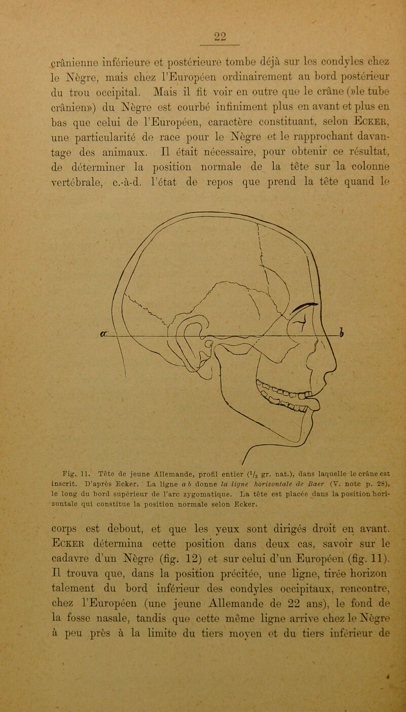 99 —* -j crânienne inférieure et postérieure tombe déjà sur les condyles chez le Nègre, mais chez l’Européen ordinairement au bord postérieur du trou occipital. Mais il fit voir en outre que le crâne (»le tube crânien») du Nègre est courbé infiniment plus en avant et plus en bas que celui de l’Européen, caractère constituant, selon Ecker, une particularité de race pour le Nègre et le rapprochant davan- tage des animaux. Il était nécessaire, pour obtenir ce résultat, de déterminer la position normale de la tête sur la colonne vertébrale, c.-à-d. l’état de repos que prend la tête quand le Fig. 11. Tête de jeune Allemande, profil entier (}/3 gr. nat.), dans laquelle le crâne est inscrit. D’après Ecker. La ligne a b donne la ligne horizontale de Baer (V. note p. 2S), le long du bord supérieur de l’arc zygomatique. La tête est placée dans la position hori- zontale qui constitue la position normale selon Ecker. corps est debout, et que les yeux sont dirigés droit en avant, Ecker détermina cette position dans deux cas, savoir sur le cadavre d’un Nègre (fig. 12) et sur celui d’un Européen (fig. 11). Il trouva que, dans la position précitée, une ligne, tirée horizon talement du bord inférieur des condyles occipitaux, rencontre, chez l’Européen (une jeune Allemande de 22 ans), le fond de la fosse nasale, tandis que cette même ligne arrive chez le Nègre à peu près à la limite du tiers moyen et du tiers inférieur de 4