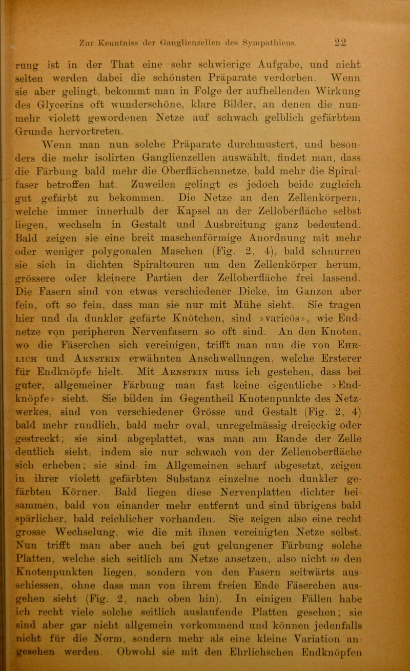 7a\v Komitiuss dov (inngluMizolU'ii dos Syuipathicus. u u rung ist in der Tliat eine sehr schwierige Aufgabe, und nicht selten werden dabei die schönsten Präparate verdorben. Wenn sie aber gelingt, bekommt man in Folge der aufhellenden Wirkung des Glycerins oft wunderschöne, klare Bilder, an deneii die nun- mehr violett gewordenen Netze auf schwach gelblich gefärbtcun Grunde hervortreten. Wenn man nun solche Präparate durchmustert, und beson- ders die mehr isolirten Ganglienzellen auswählt, findet man, dass die Färbung bald mehr die Oberüächennetze, bald mehr die Spiral- faser betroffen hat. Zuweilen gelingt es jedoch beide zugleich gut gefärbt zu bekommen. Die Netze an den Zellenkörpern, welche immer innerhalb der KajDsel an der Zelloberfläche selbst liegen, wechseln in Gestalt und Ausbreitung ganz bedeutend. Bald zeigen sie eine breit maschenförmige Anordnung mit mehr oder weniger polygonalen Maschen (Fig. 2, 4), bald schnurren sie sich in dichten Spiraltouren um den Zellenkörper herum, grössere oder kleinere Partien der Zelloberfläche frei lassend. Die Fasern sind von etwas verschiedener Dicke, im Ganzen aber fein, oft so fein, dass man sie nur mit Mühe sieht. Sie tragen hier und da dunkler gefärte Knötchen, sind »varicös», wie End- netze von peripheren Nervenfasern so oft sind. An den Knoten, wo die Fäserchen sich vereinigen, trifft man nun die von Ehr- lich und Arnstein erwähnten Anschwellungen, welche Ersterer für Endknöpfe hielt. Mit Arnstein muss ich gestehen, dass bei guter, allgemeiner Färbung man fast keine eigentliche »End- knöpfe» sieht. Sie bilden im Gegentheil Knotenpunkte des Netz- werkes, sind von verschiedener Grösse und Gestalt (Fig. 2, 4) bald mehr rundlich, bald mehr oval, unregelmässig dreieckig oder gestreckt; sie sind abgeplattet, was man am Bande der Zelle deutlich sieht, indem sie nur schwach von der Zellenoberfläche sich erheben; sie sind- im Allgemeinen scharf abgesetzt, zeigen in ihrer violett gefärbten Substanz einzelne noch dunkler ge- färbten Körner. Bald liegen diese Nervenplatten dichter bei- sammen, bald von einander mehr entfernt und sind übrigens bald spärlicher, bald reichlicher vorhanden. Sie zeigen also eine recht grosse Wechselung, wie die mit ihnen vereinigten Netze selbst. Nun trifft man aber auch bei gut gelungener Färbung solche Platten, welche sich seitlich am Netze ansetzen, also nicht in den Knotenpunkten liegen, sondern von den Fasern seitwärts aus- schiessen, ohne dass man von ilirem freien Ende Fäserchen aus- gehen sieht (Fig. 2, nach oben hin). Tn einigen Fällen habe icli recht viele solche seitlich auslaufende Platten gesehen; sie sind aber gar nicht {illgemein vorkommend und können jedenfalls nicht für die Norm, sondern mehr als eine kleine Variation an- gesehen werden. Obwohl sie mit den Ehrlichschen Endknöpfen