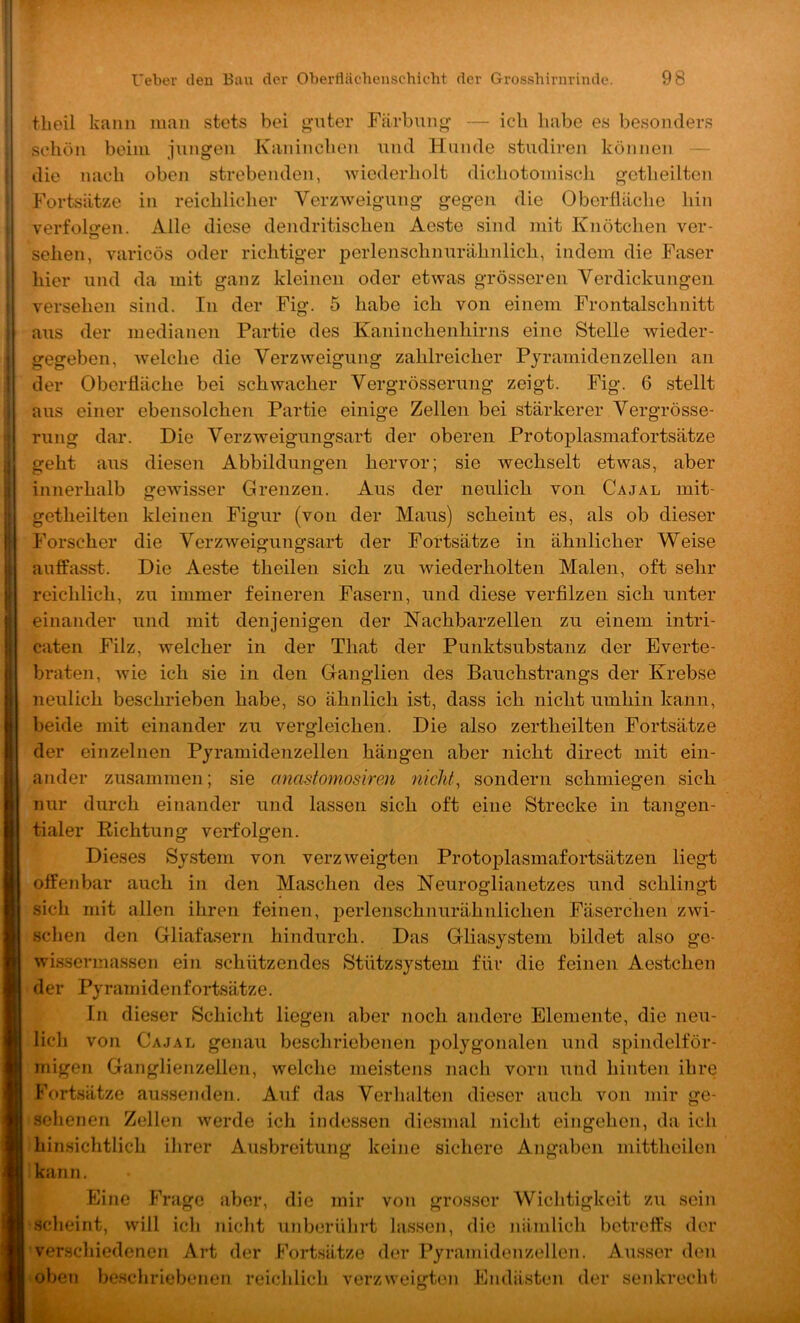 tlieil kann man stets bei guter Färbung — ich habe es besonders schön beim jungen Kaninchen und Hunde studiren können — die nach oben strebenden, wiederholt dichotomisch getheilten Fortsätze in reichlicher Verzweigung gegen die Oberfläche hin verfolgen. Alle diese dendritischen Aeste sind mit Knötchen ver- sehen, varicös oder richtiger perlenschnurähnlich, indem die Faser hier und da mit ganz kleinen oder etwas grösseren Verdickungen versehen sind. In der Fig. 5 habe ich von einem Frontalschnitt aus der medianen Partie des Kaninchenhirns eine Stelle wieder- gegeben, welche die Verzweigung zahlreicher Pjramidenzellen an der Oberfläche bei schwacher Vergrösserung zeigt. Fig. 6 stellt aus einer ebensolchen Partie einige Zellen bei stärkerer Vergrösse- rung dar. Die Verzweigungsart der oberen Protoplasmafortsätze geht aus diesen Abbildungen hervor; sie wechselt etwas, aber innerhalb gewisser Grenzen. Aus der neulich von Cajal mit- getheilten kleinen Figur (von der Maus) scheint es, als ob dieser Forscher die Verzweigungsart der Fortsätze in ähnlicher Weise auffasst. Die Aeste theilen sich zu wiederholten Malen, oft sehr reichlich, zu immer feineren Fasern, und diese verfilzen sich unter einander und mit denjenigen der ISTachbarzellen zu einem intri- caten Filz, welcher in der That der Punktsubstanz der Everte- braten, Avie ich sie in den Ganglien des Bauchstrangs der Krebse neulich beschrieben habe, so ähnlich ist, dass ich nicht umhin kann, beide mit einander zu vergleichen. Die also zertheilten Fortsätze der einzelnen Pjramidenzellen hängen aber nicht direct mit ein- ander zusammen; sie anastomosiren nichts sondern schmiegen sich nur durch einander und lassen sich oft eine Strecke in tangen- tialer Richtung verfolgen. Dieses System von verzAveigten Protoplasmafortsätzen liegt offenbar auch in den Maschen des Neuroglianetzes und schlingt sich mit allen ihren feinen, perlenschnurähnlichen Fäserchen zAvi- schen den Gliafasern hindurch. Das Gliasystem bildet also ge- Avissermassen ein schützendes Stützsystem für die feinen Aestchen der Pyramidenfortsätze. In dieser Schicht liegen aber noch andere Elemente, die neu- lich von Cajal genau beschriebenen polygonalen und spindelför- migen Ganglienzellen, welche meistens nach vorn und hinten ihre Fortsätze aussenden. Auf das Verhalten dieser auch Amn mir ge- sehenen Zellen Averde ich indessen diesmal nicht eingehen, da ich hinsichtlich ihrer Ausbreitung keine sichere Angaben mittheilen kann. Eine Frage aber, die mir von grosser Wichtigkeit zu sein scheint, avüI ich nicht unberülirt hissen, die nämlich betreffs der verschiedenen Art der Fortsätze der Pyramidenzellen. Ausser den oben beschriebenen reichlich verzweiirten Endästen der senkrecht